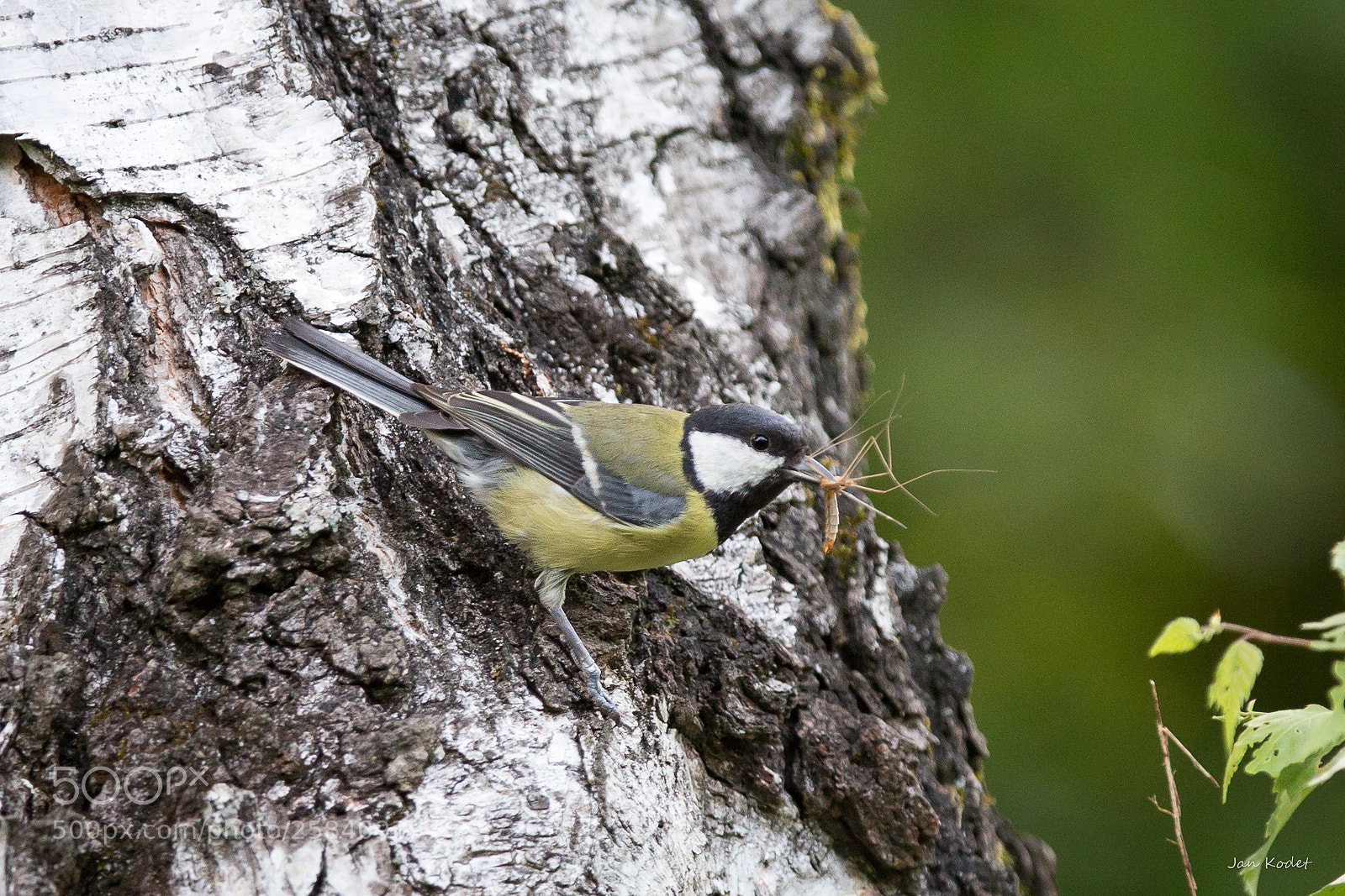 Canon EOS 6D sample photo. Parus major during feeding photography