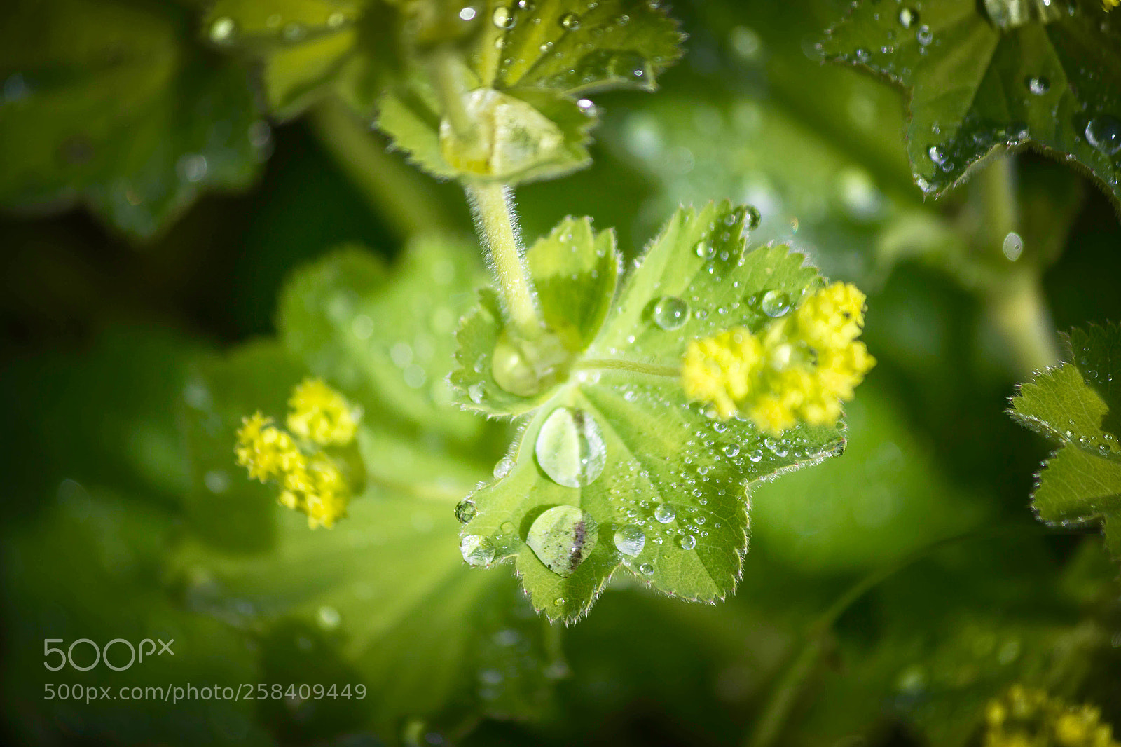 Canon EOS 600D (Rebel EOS T3i / EOS Kiss X5) sample photo. Drip drops  photography