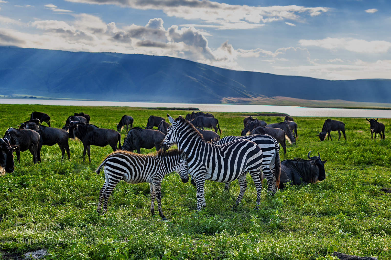Nikon D850 sample photo. Late afternoon in ngorongoro photography