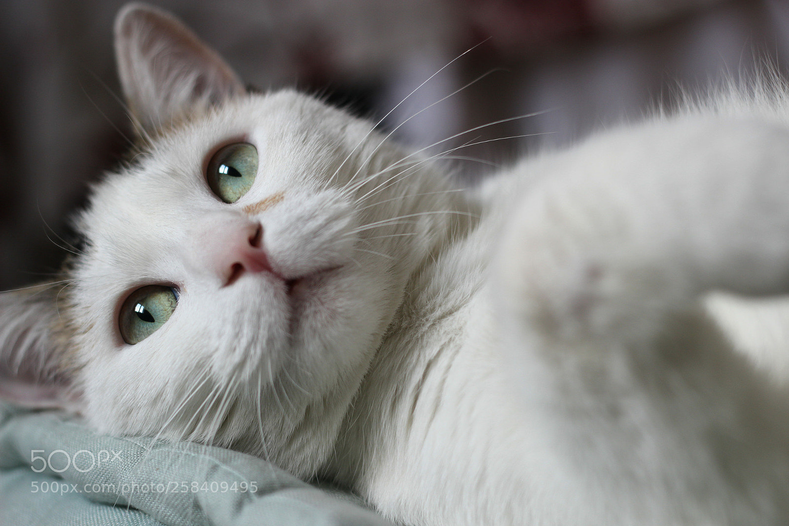 Canon EOS 600D (Rebel EOS T3i / EOS Kiss X5) sample photo. Lubie photography