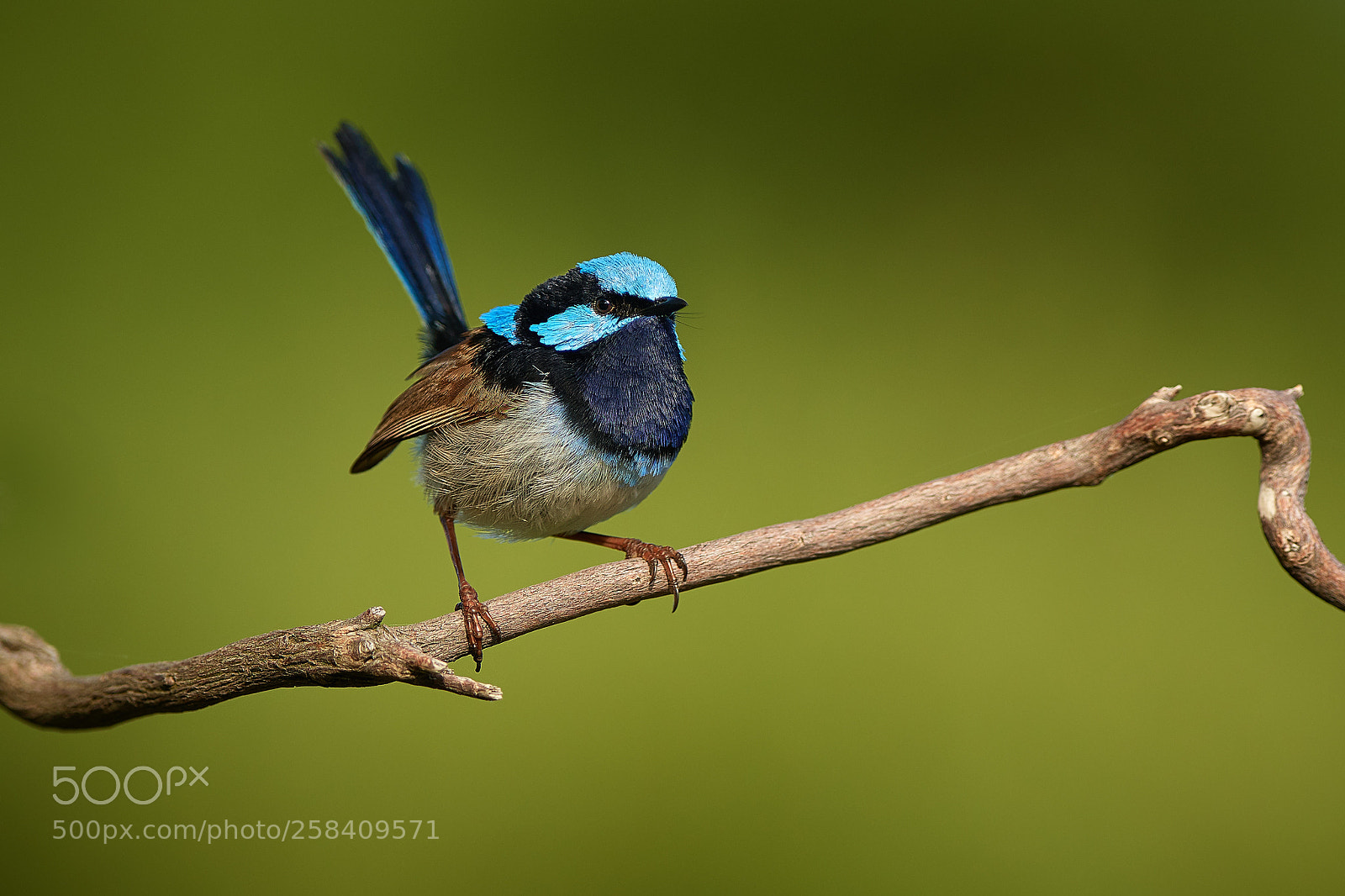 Nikon D500 sample photo. Superb fairy-wren (malurus cyaneus) photography