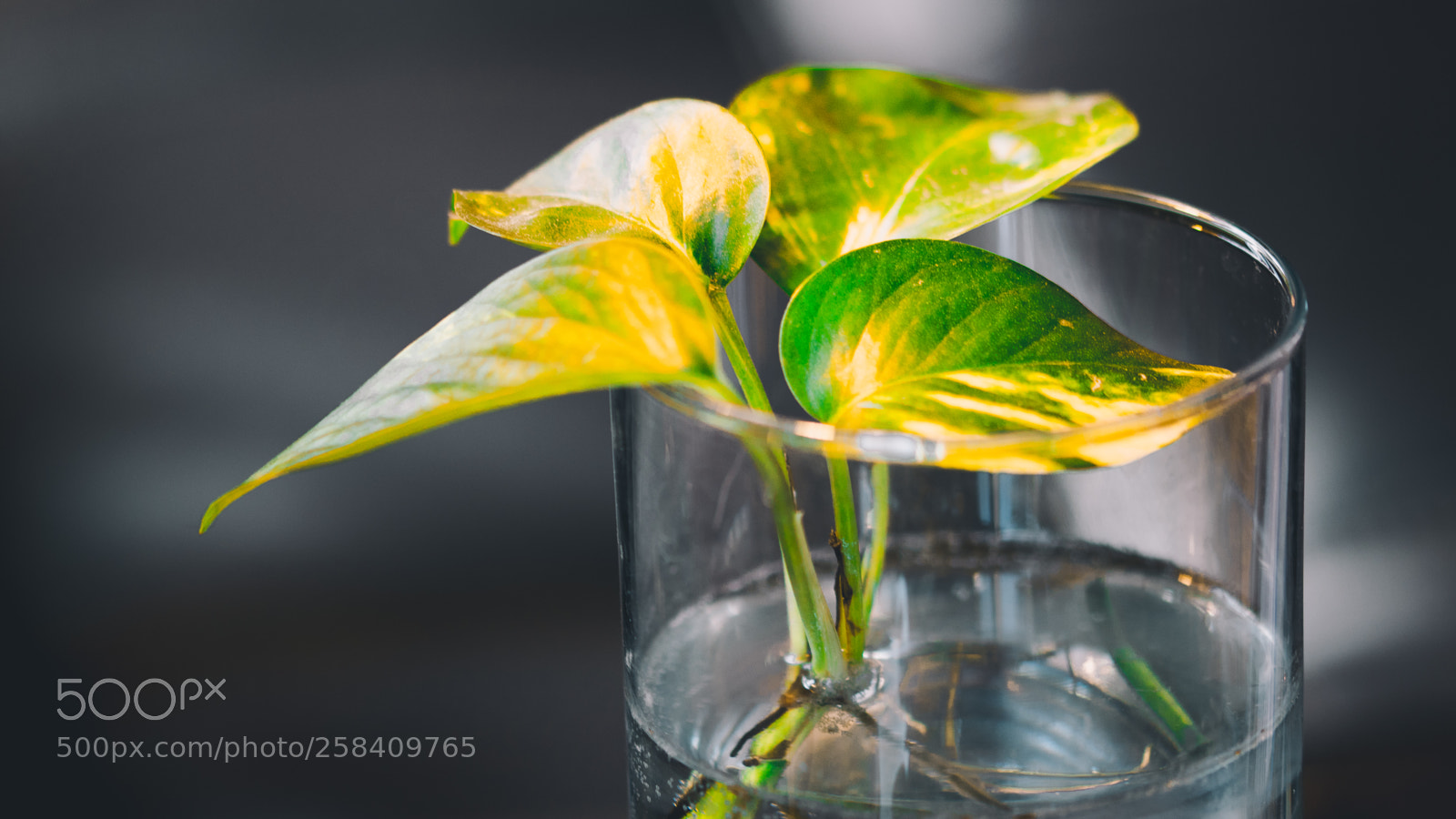Canon EOS 80D sample photo. Plant in cup photography