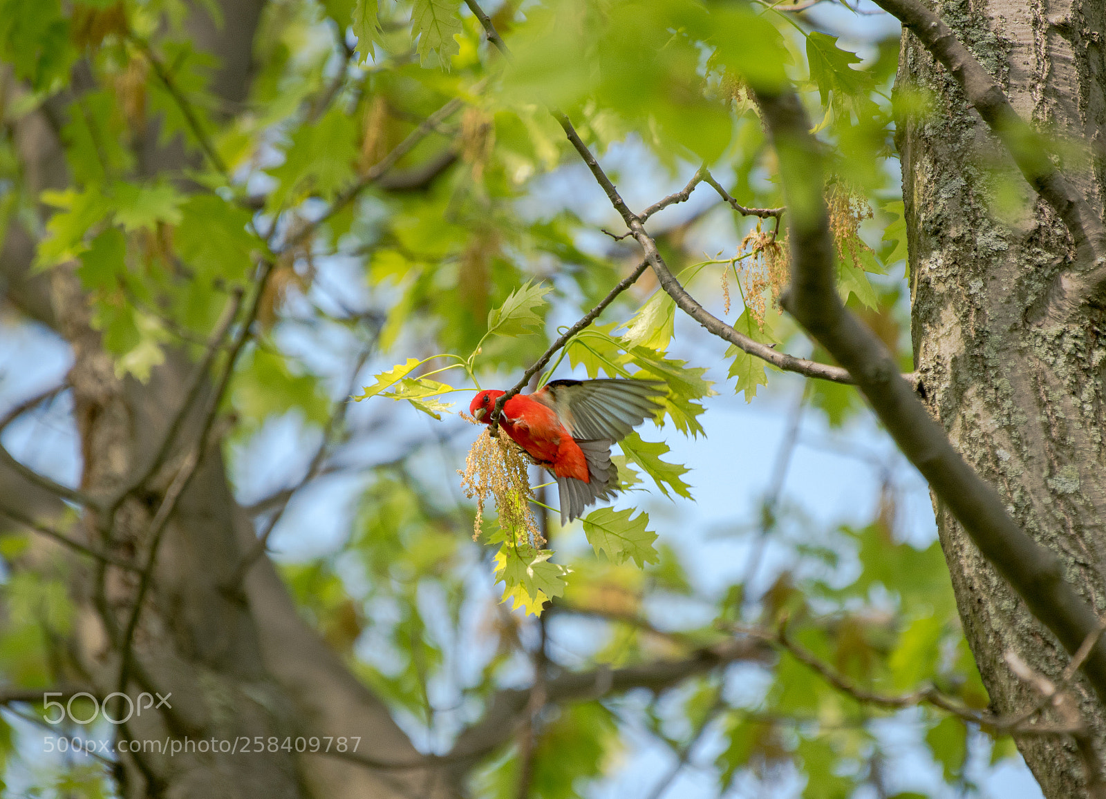 Nikon D750 sample photo. Scarlet tanager photography