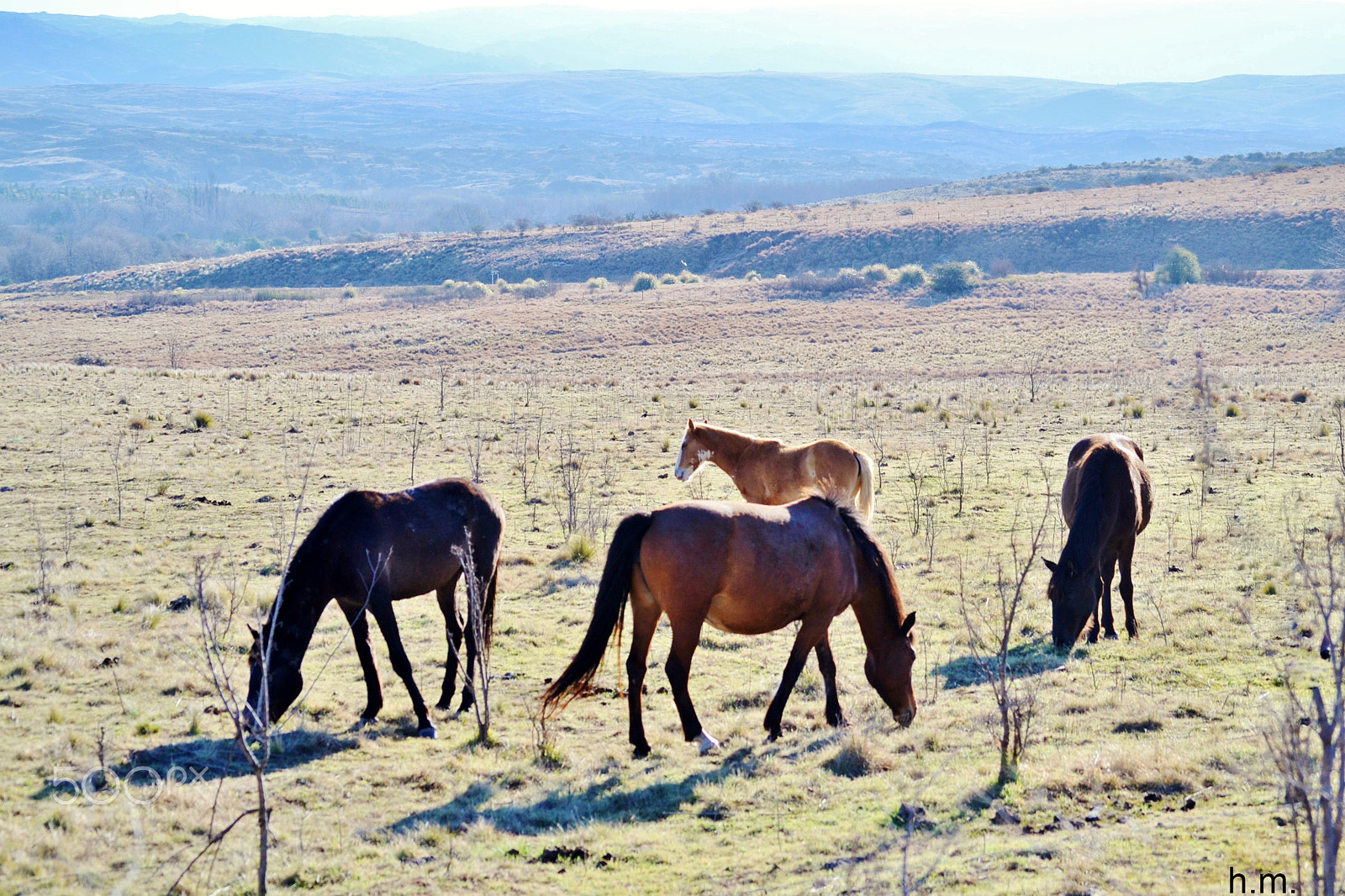 Nikon D3100 sample photo. El rodeo photography