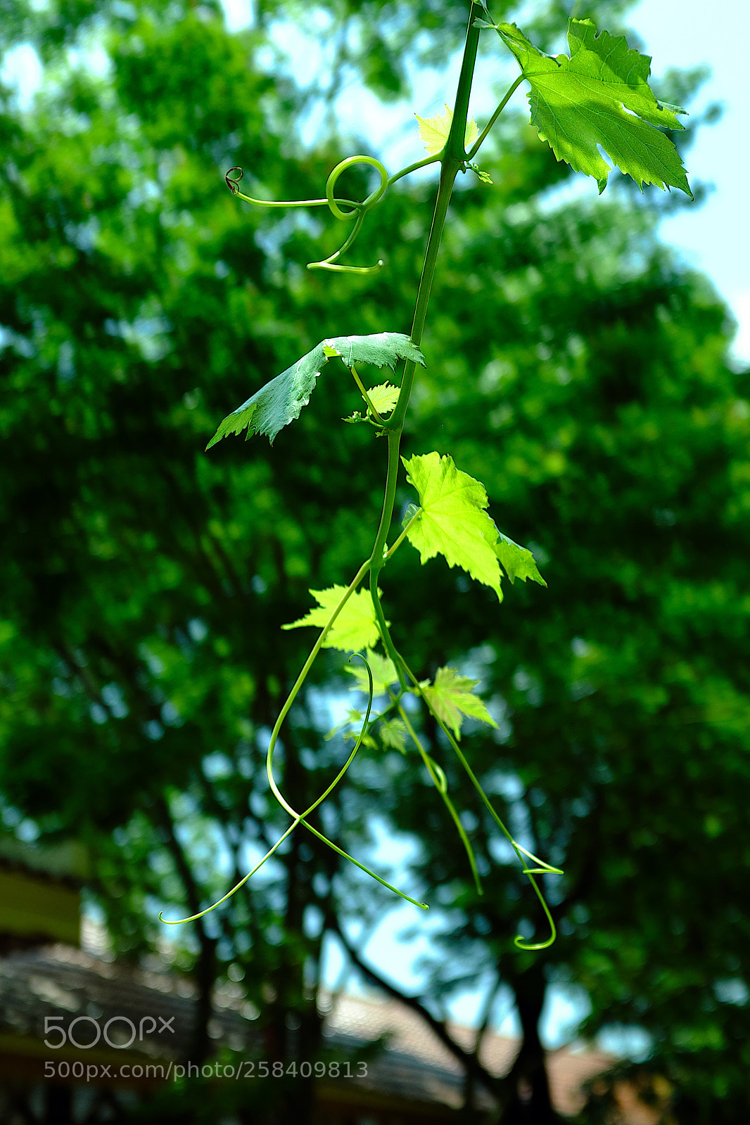 Fujifilm X100T sample photo. Cane vine photography