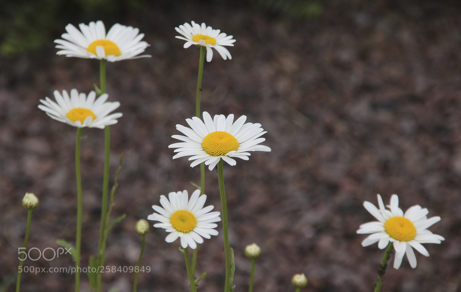Canon EOS 600D (Rebel EOS T3i / EOS Kiss X5) sample photo. Summer flowers photography