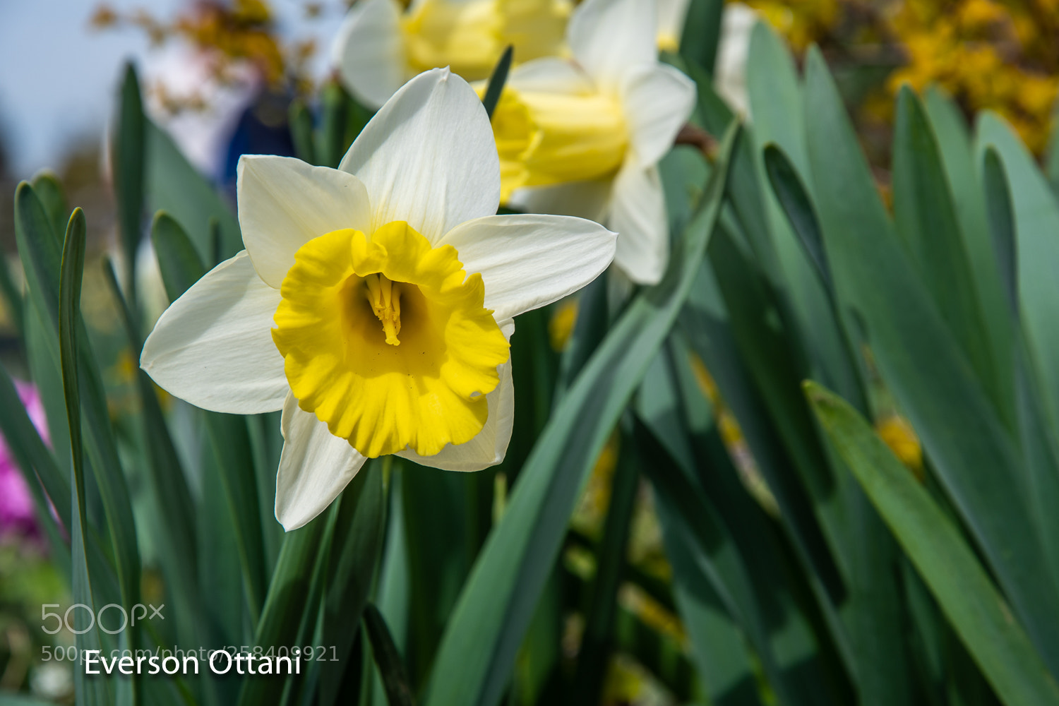 Nikon D500 sample photo. Garden photography