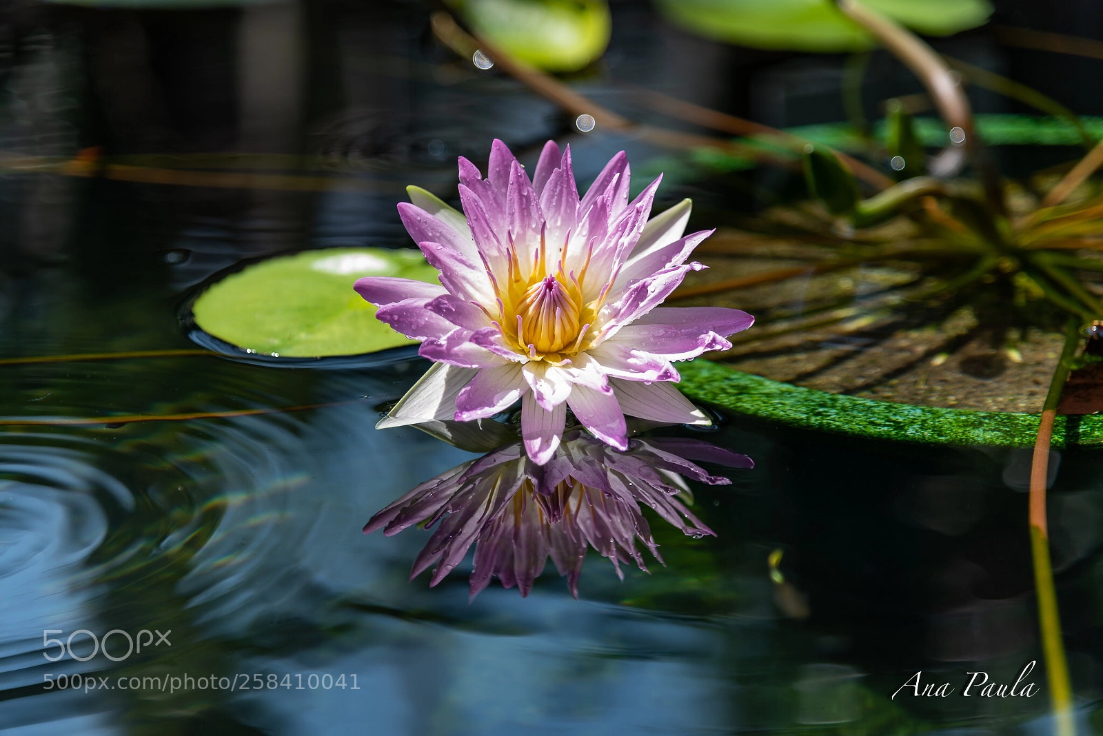 Nikon D750 sample photo. Lotus photography