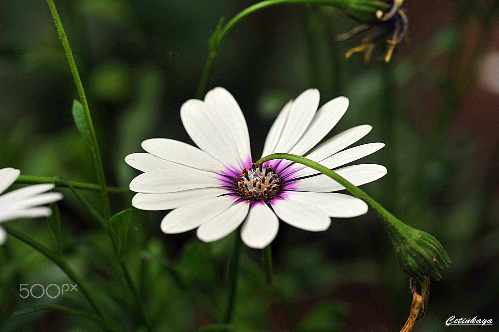 Nikon D700 sample photo. Flower photography