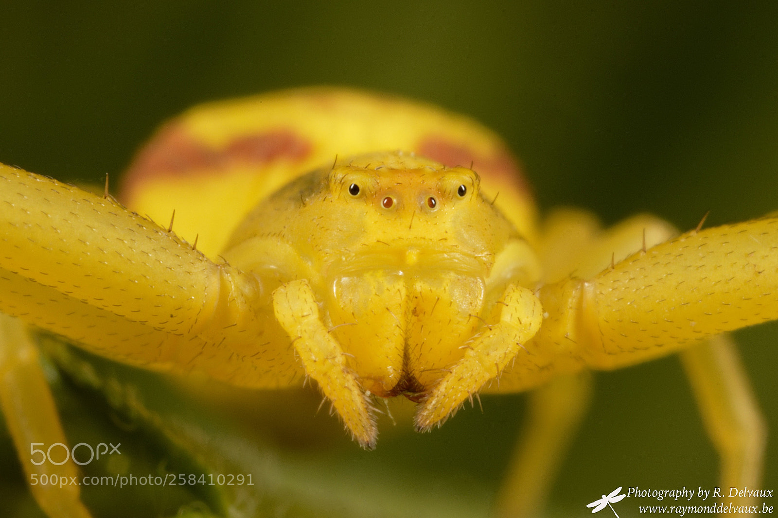 Canon EOS 7D Mark II sample photo. Yellow encounter photography