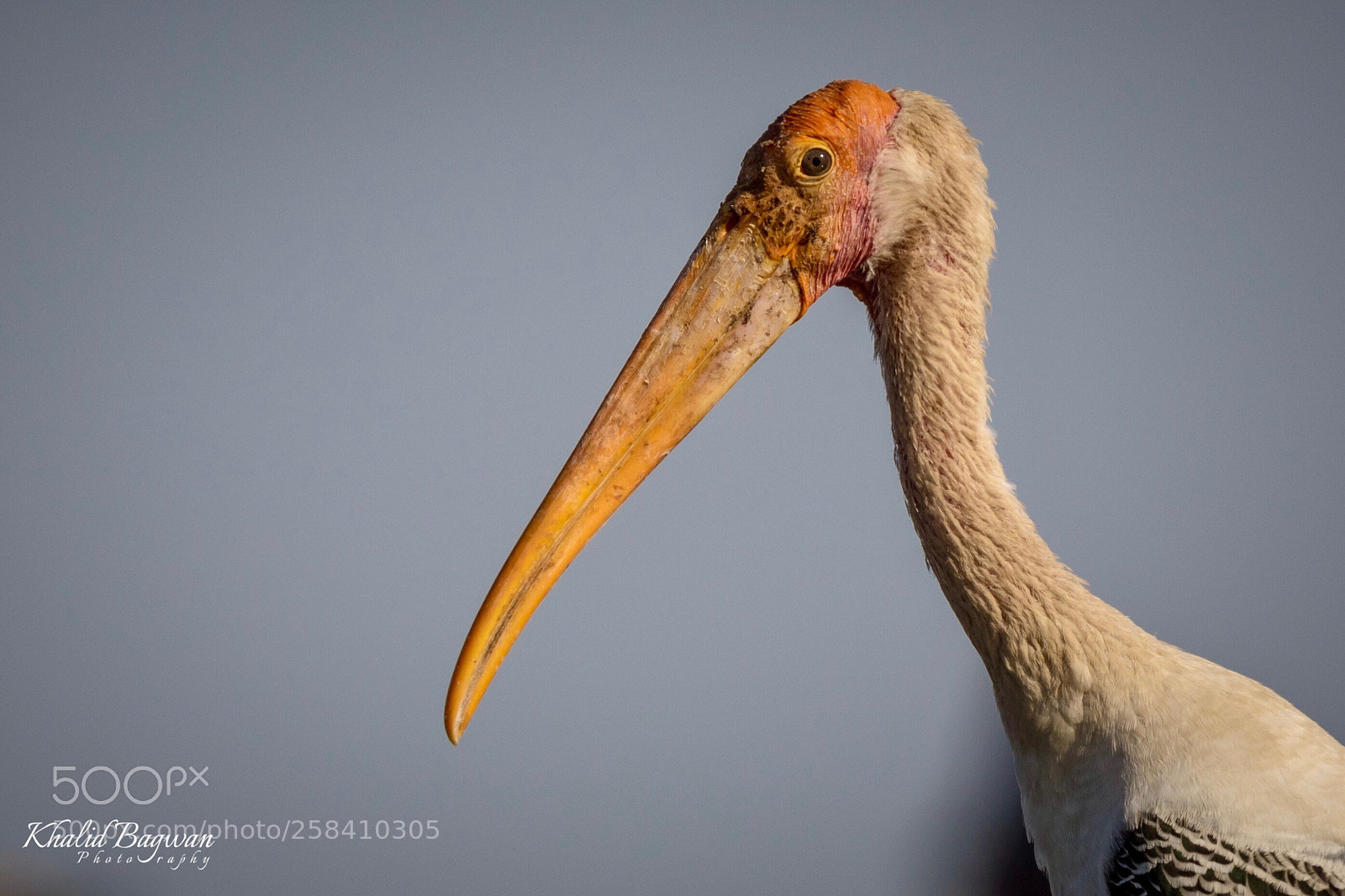 Canon EOS 7D Mark II sample photo. Painted stork photography