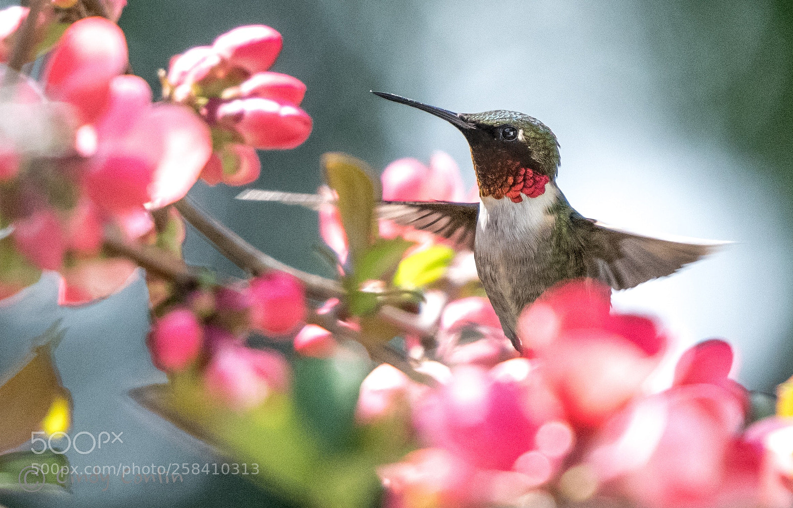 Nikon D850 sample photo. Ruby-throated hummingbird  photography