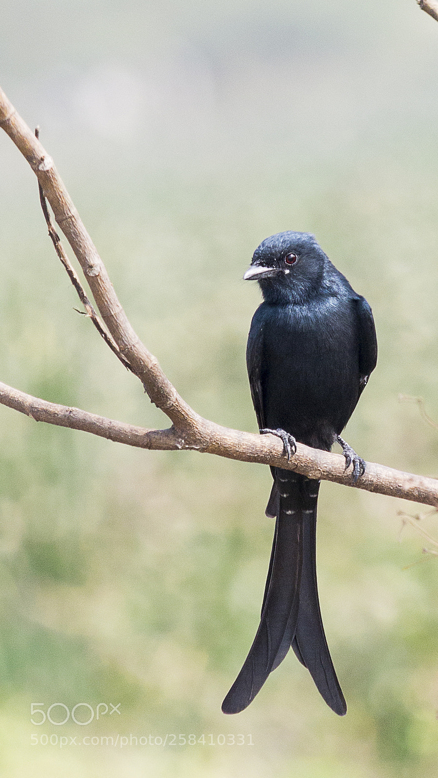 Canon EOS 70D sample photo. Black drongo photography