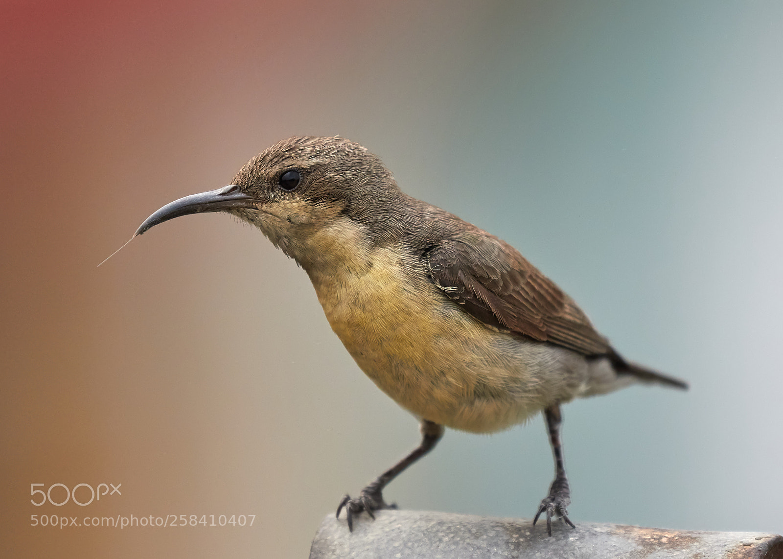 Canon EOS 7D Mark II sample photo. Purple sunbird female photography