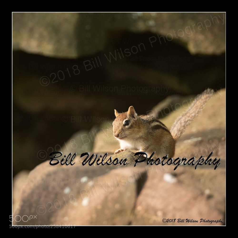 Nikon D500 sample photo. Chipmunk photography