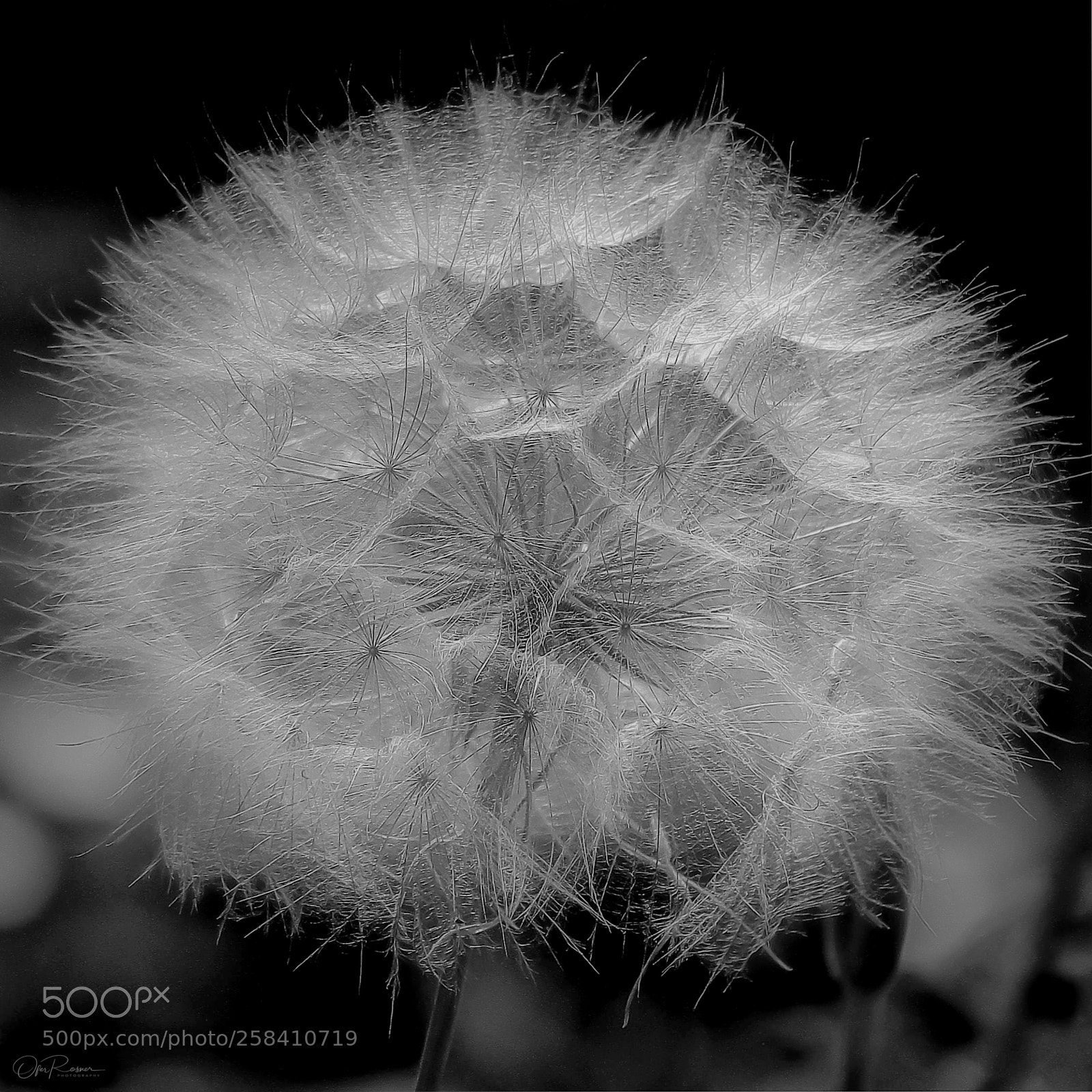 Fujifilm X-T2 sample photo. Waiting for the wind photography