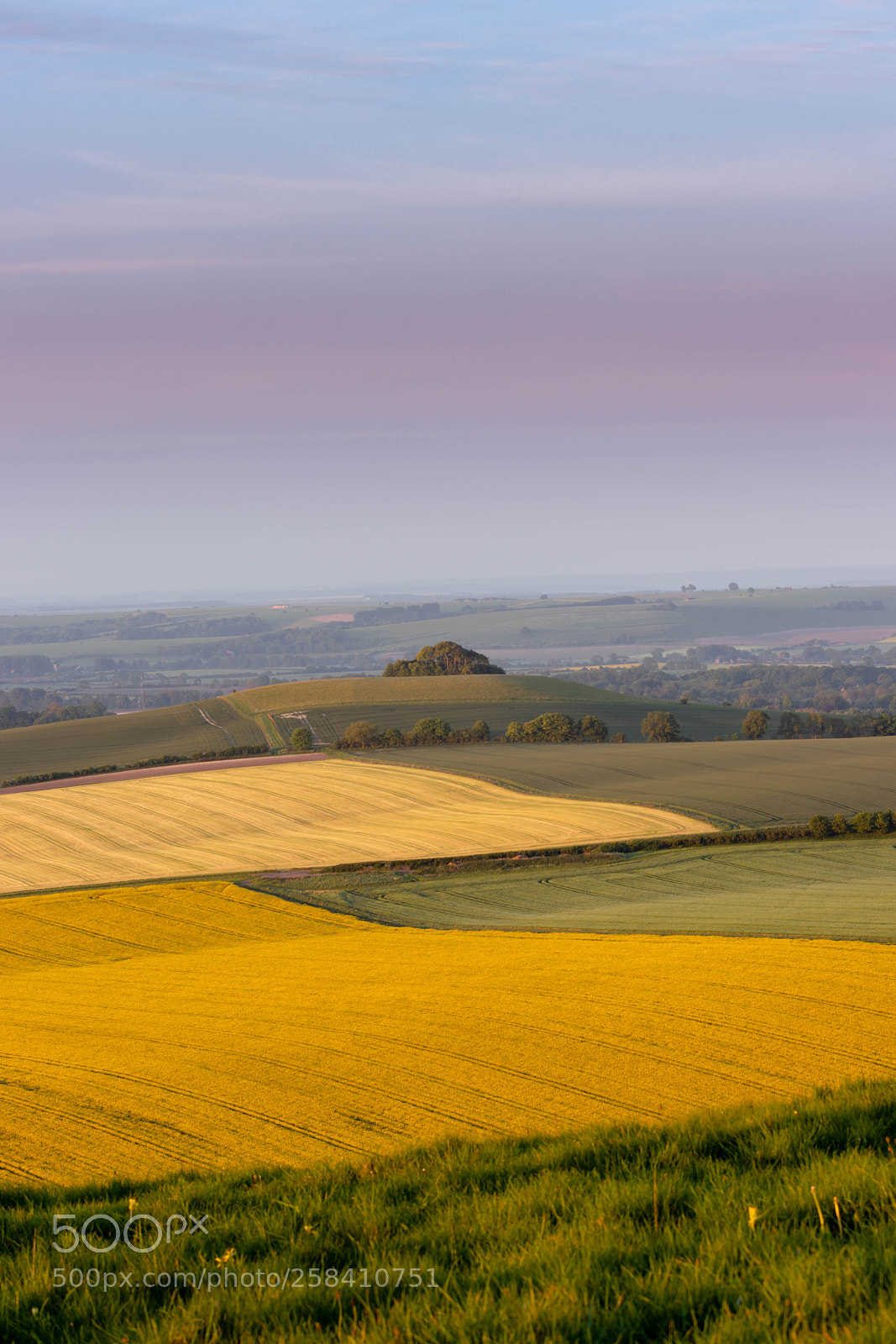 Canon EOS 77D (EOS 9000D / EOS 770D) sample photo. Pewsey downs tree on photography