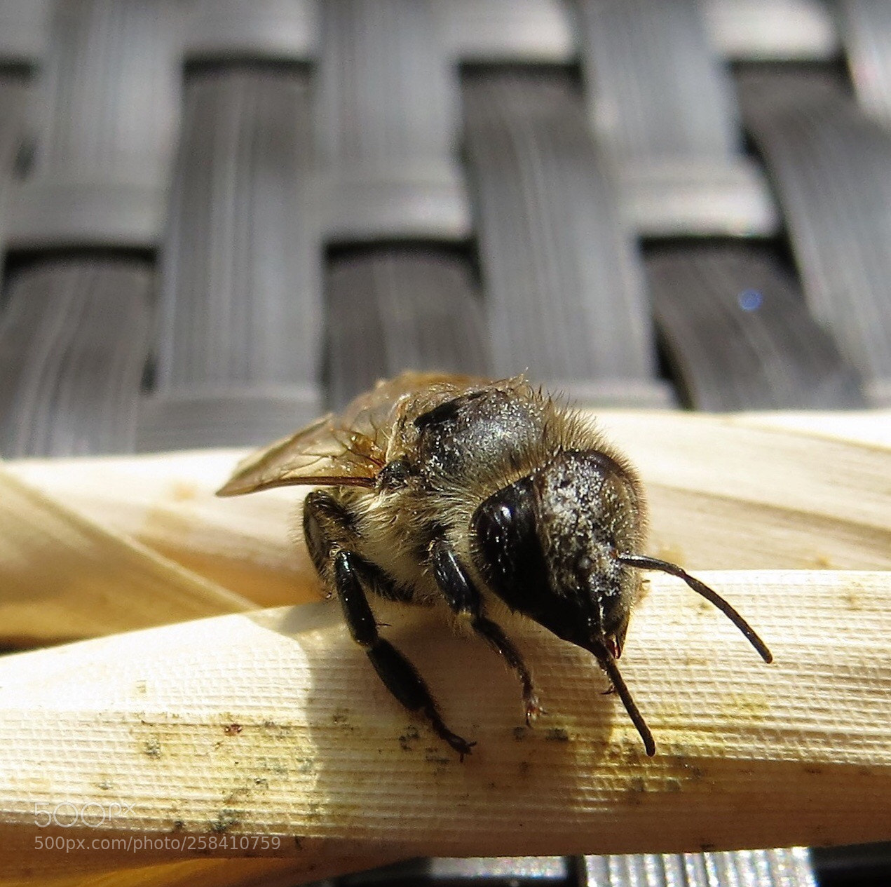 Canon PowerShot SX260 HS sample photo. Little bee after a photography