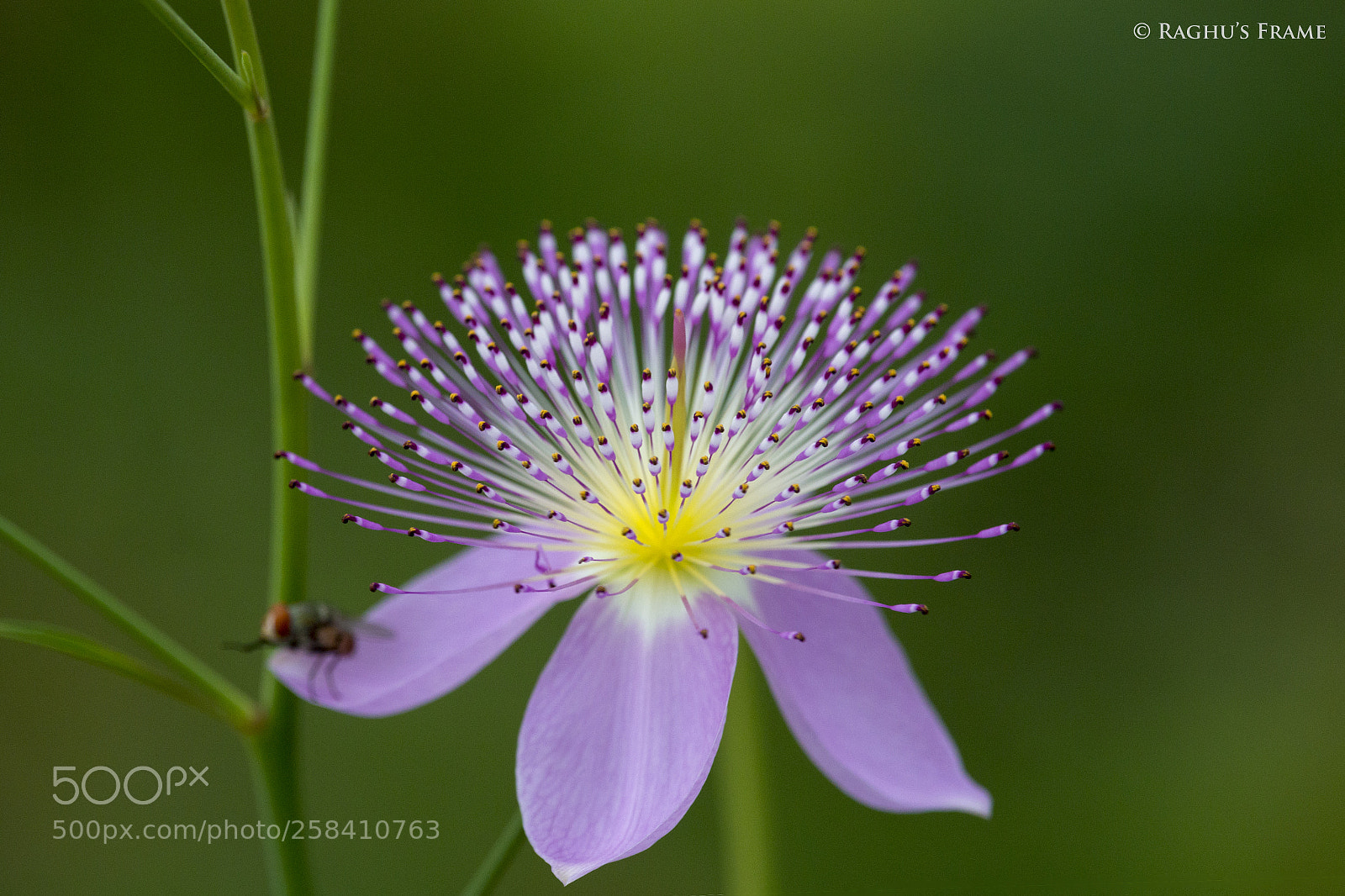 Canon EOS 70D sample photo. Blossom of bliss photography