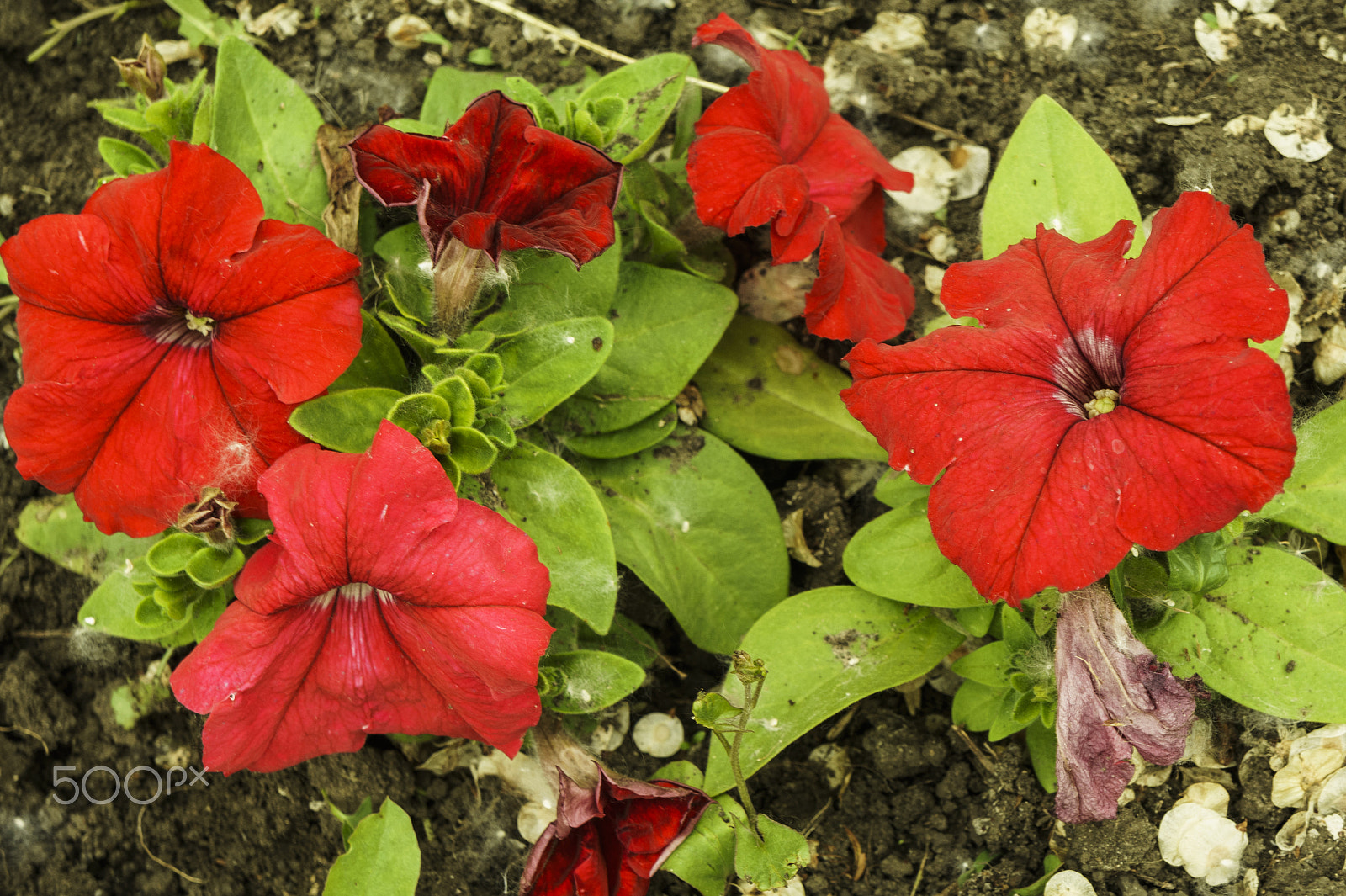 Sony Alpha NEX-5 sample photo. The red petunia has blossomed. photography