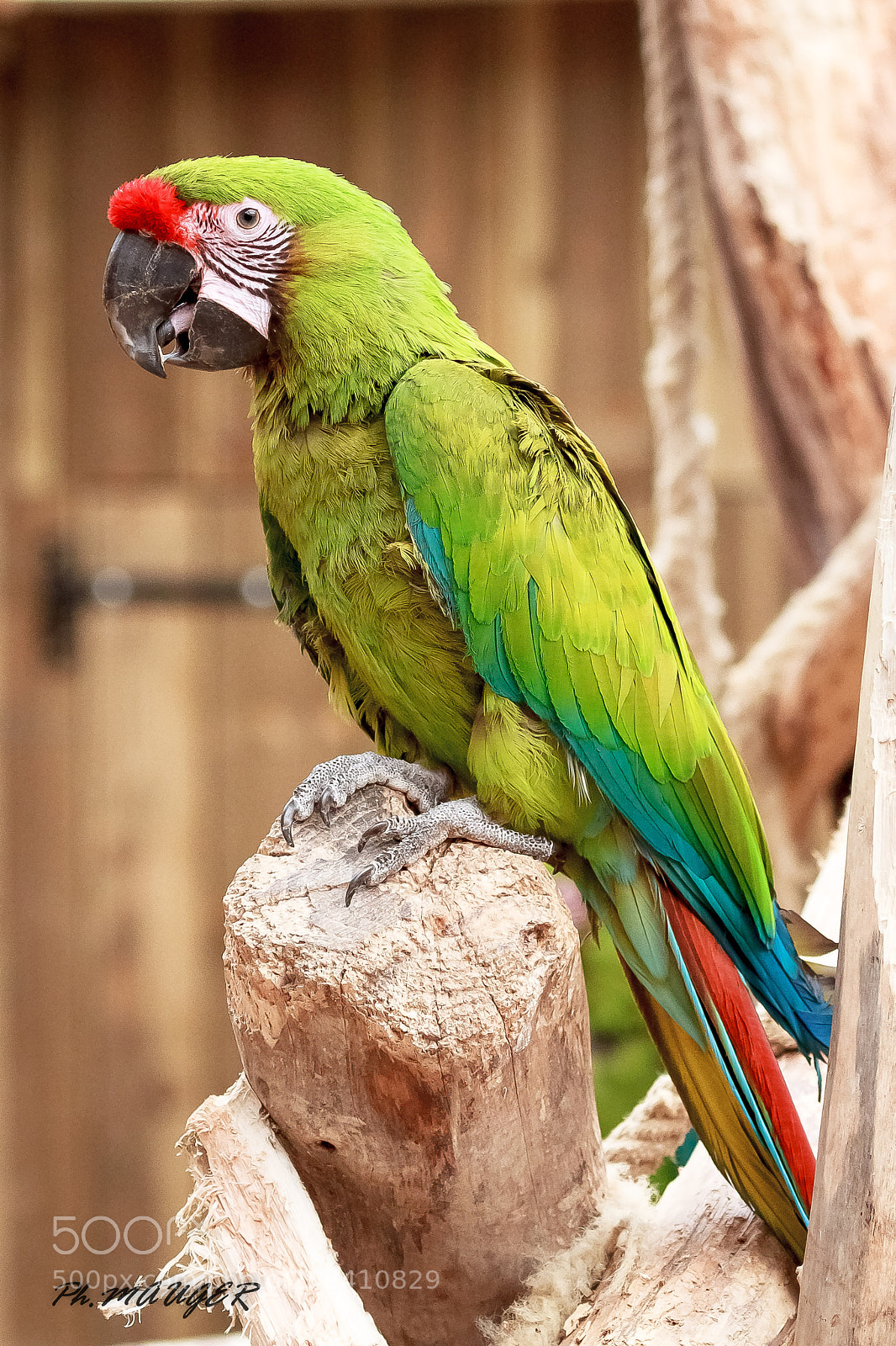 Canon EOS 7D sample photo. Ara de buffon photography