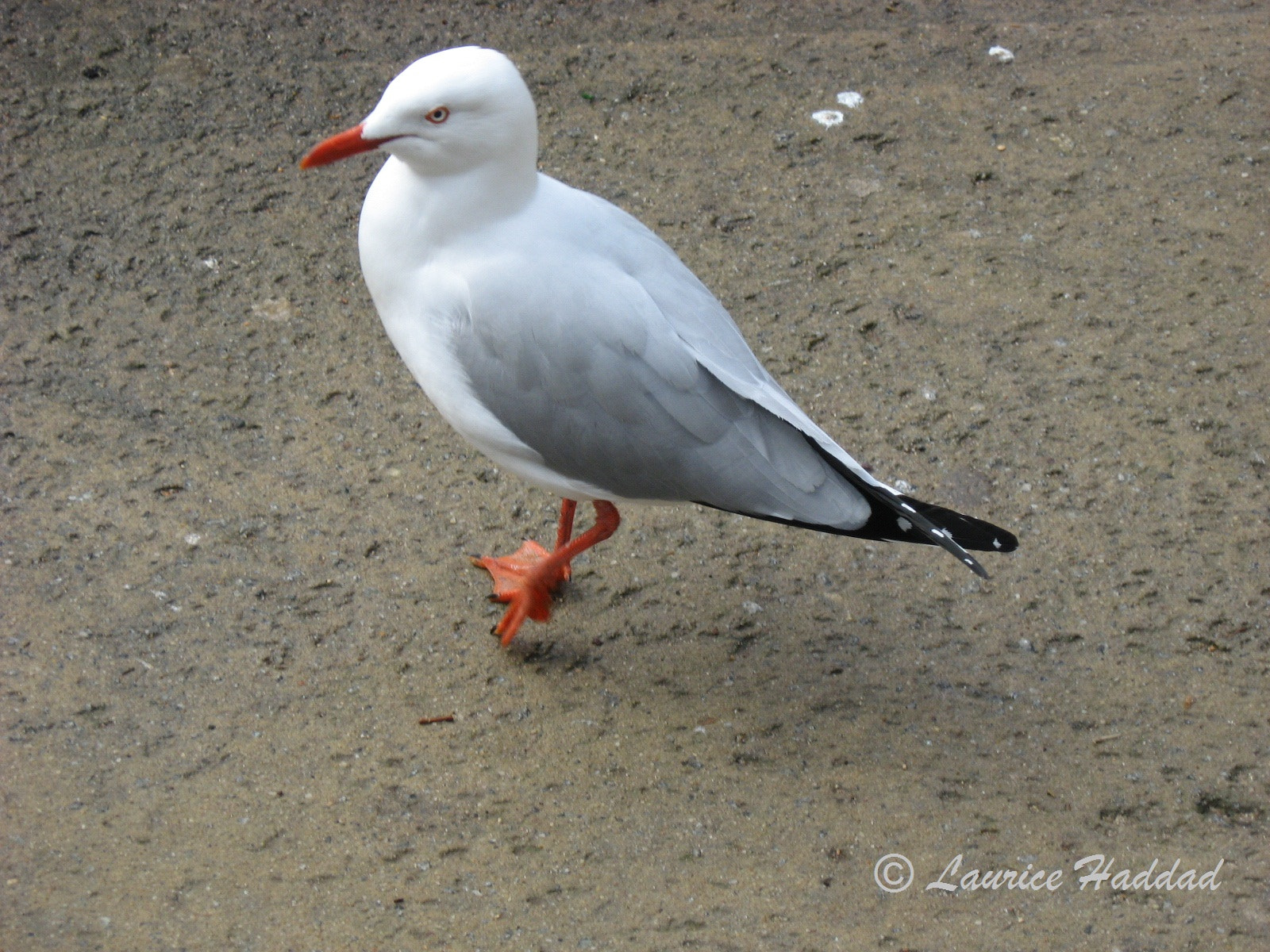 Canon POWERSHOT A550 sample photo. Seagull photography