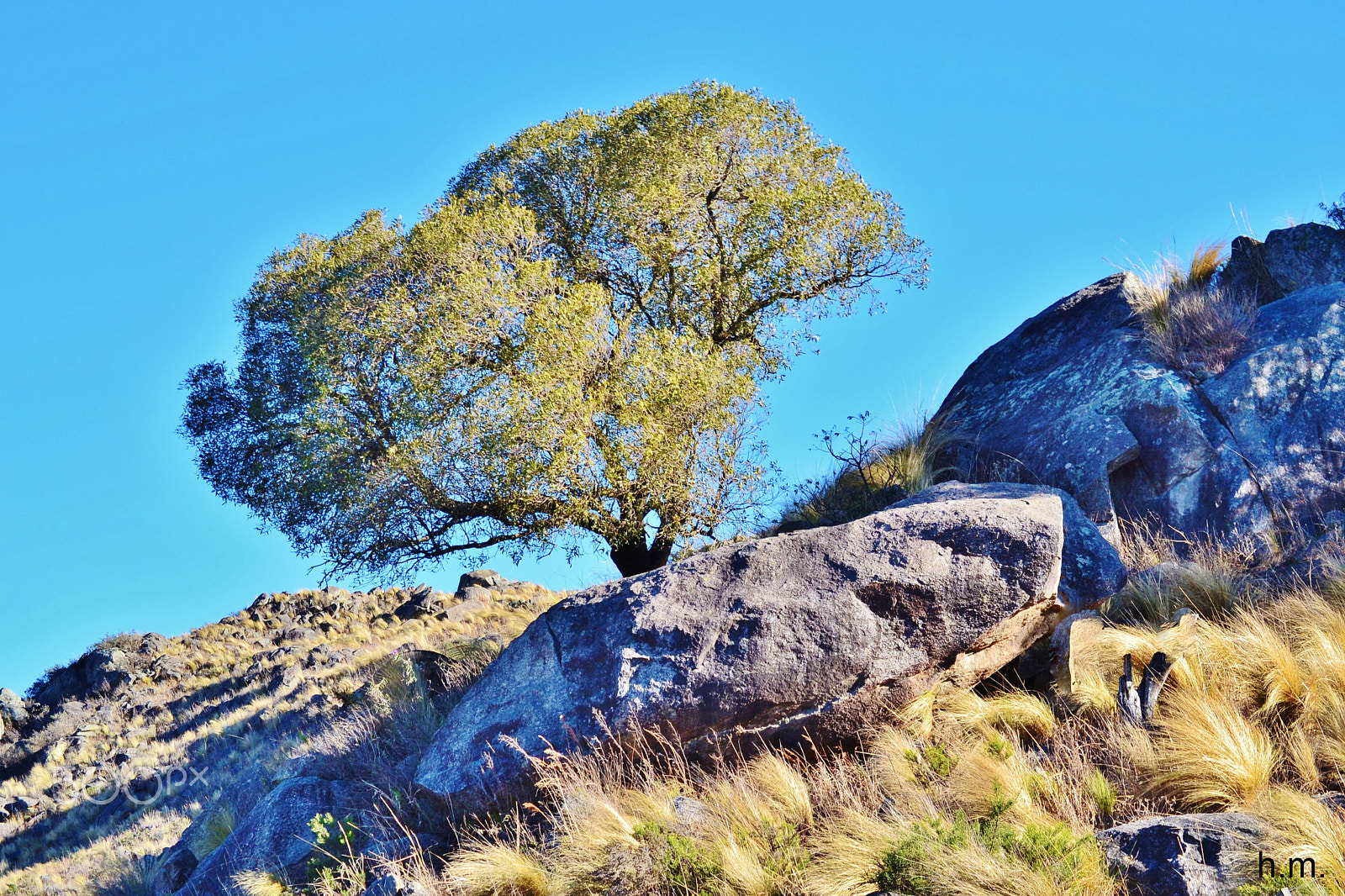 Nikon D3100 sample photo. El arbol photography