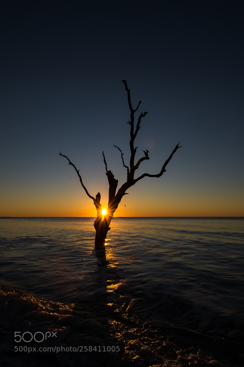 Nikon D4 sample photo. Tree photography