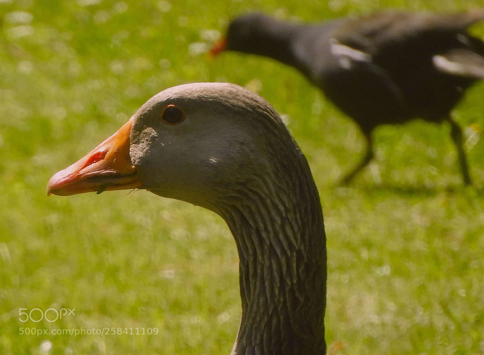 Nikon Coolpix B700 sample photo. Greylag goose, and moorhen photography