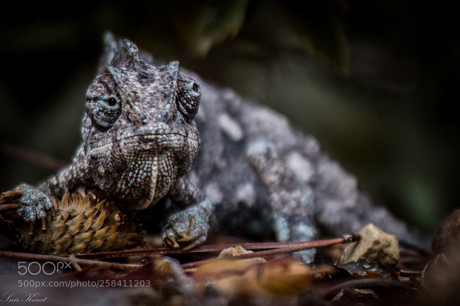 Canon EOS 6D sample photo. Chameleon on burned ground photography