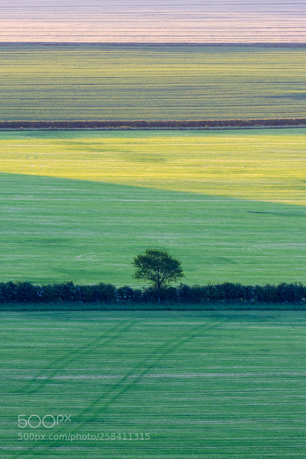 Canon EOS 77D (EOS 9000D / EOS 770D) sample photo. Coloured fields at pewsey photography