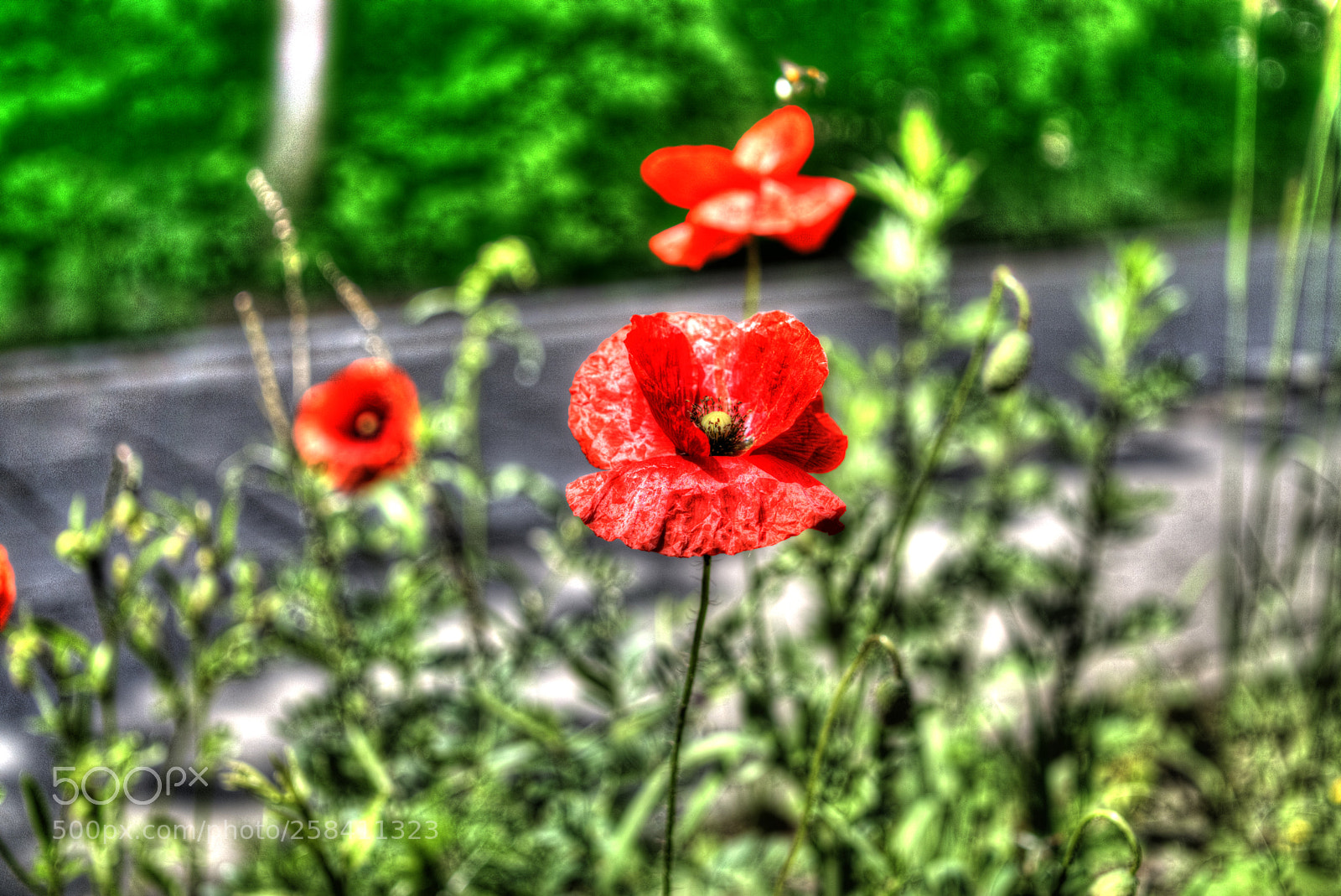 Sony a6000 sample photo. Heimischer klatschmohn zur richtigen photography