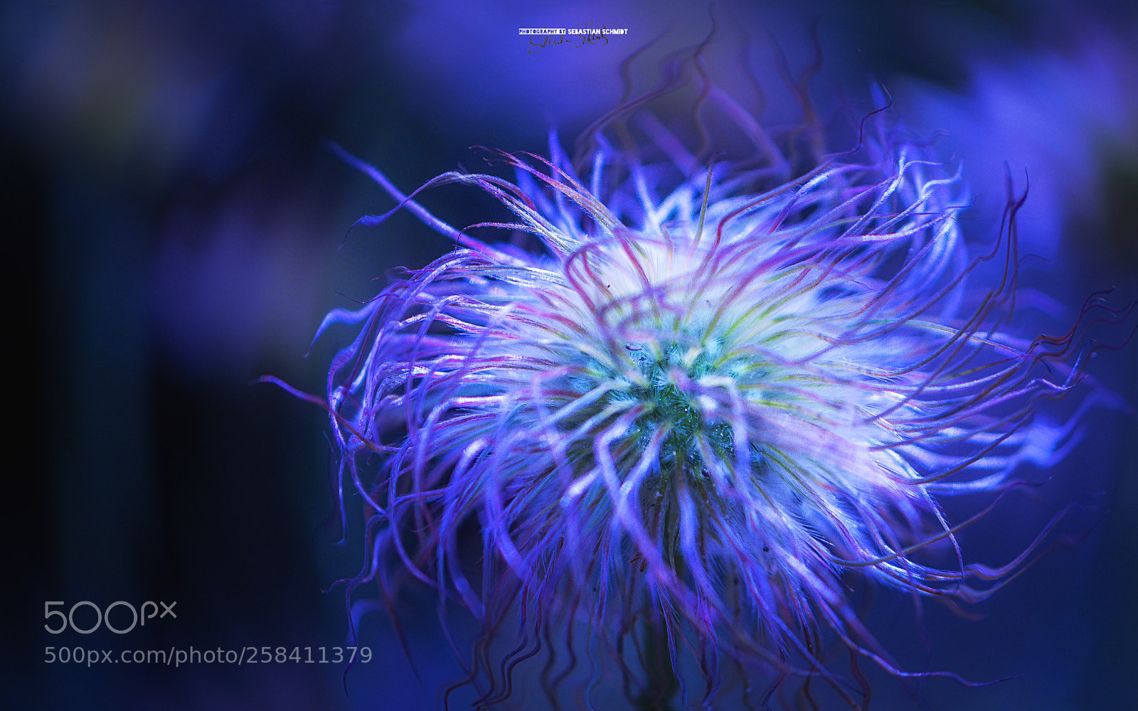 Panasonic Lumix DMC-G6 sample photo. Purple flower photography