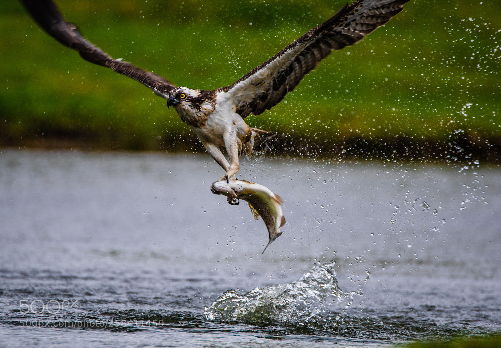 Nikon D750 sample photo. Osprey liftoff. photography
