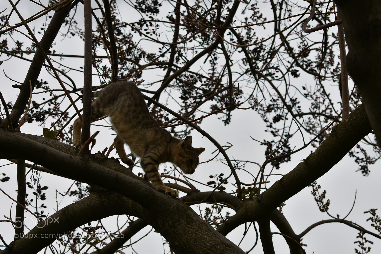 Nikon D3400 sample photo. Like a lion photography