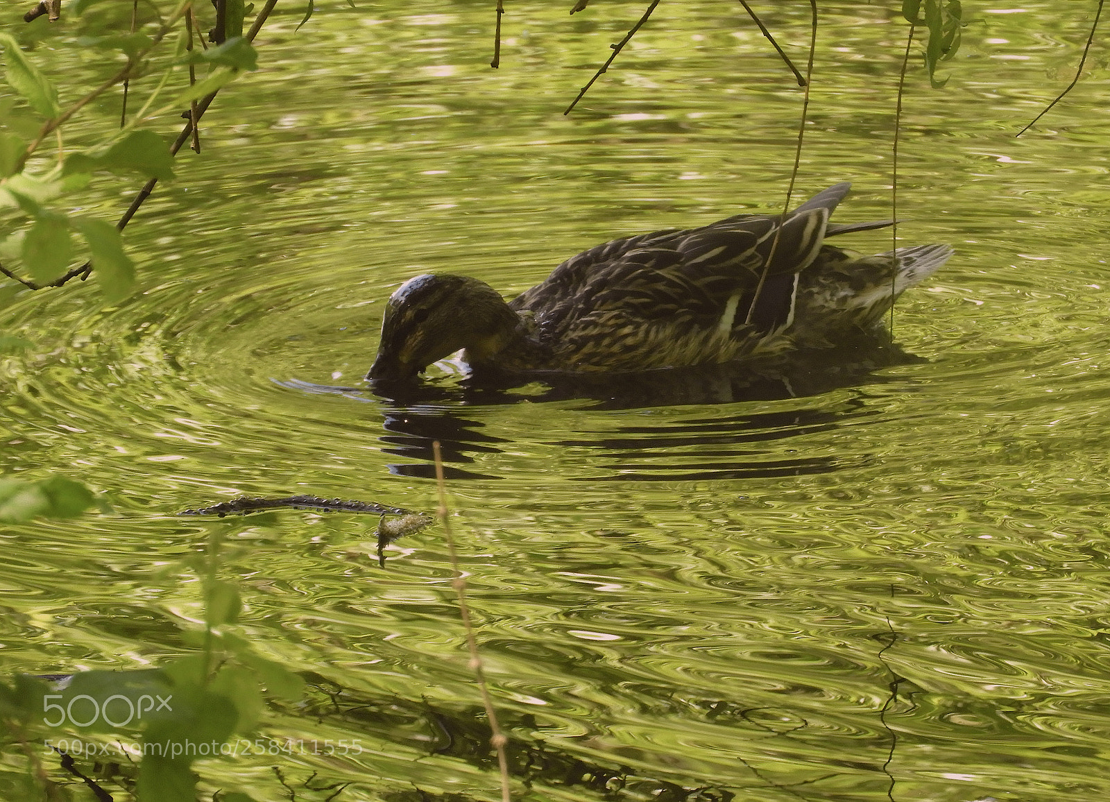 Nikon Coolpix B700 sample photo. Mallard in pond photography