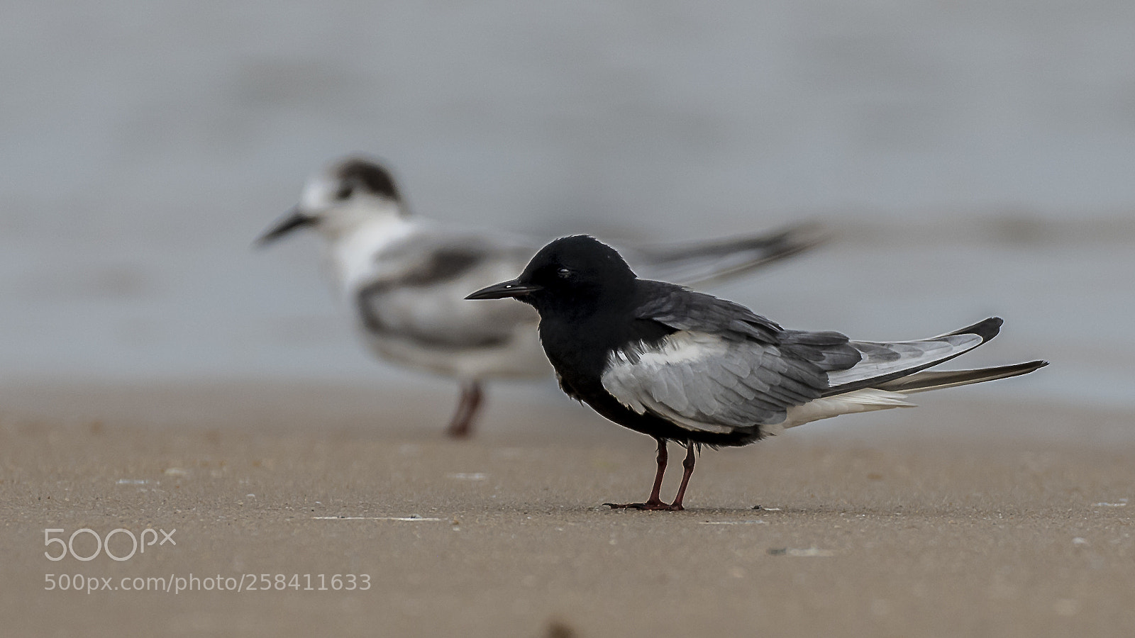 Nikon D750 sample photo. White winged tern photography