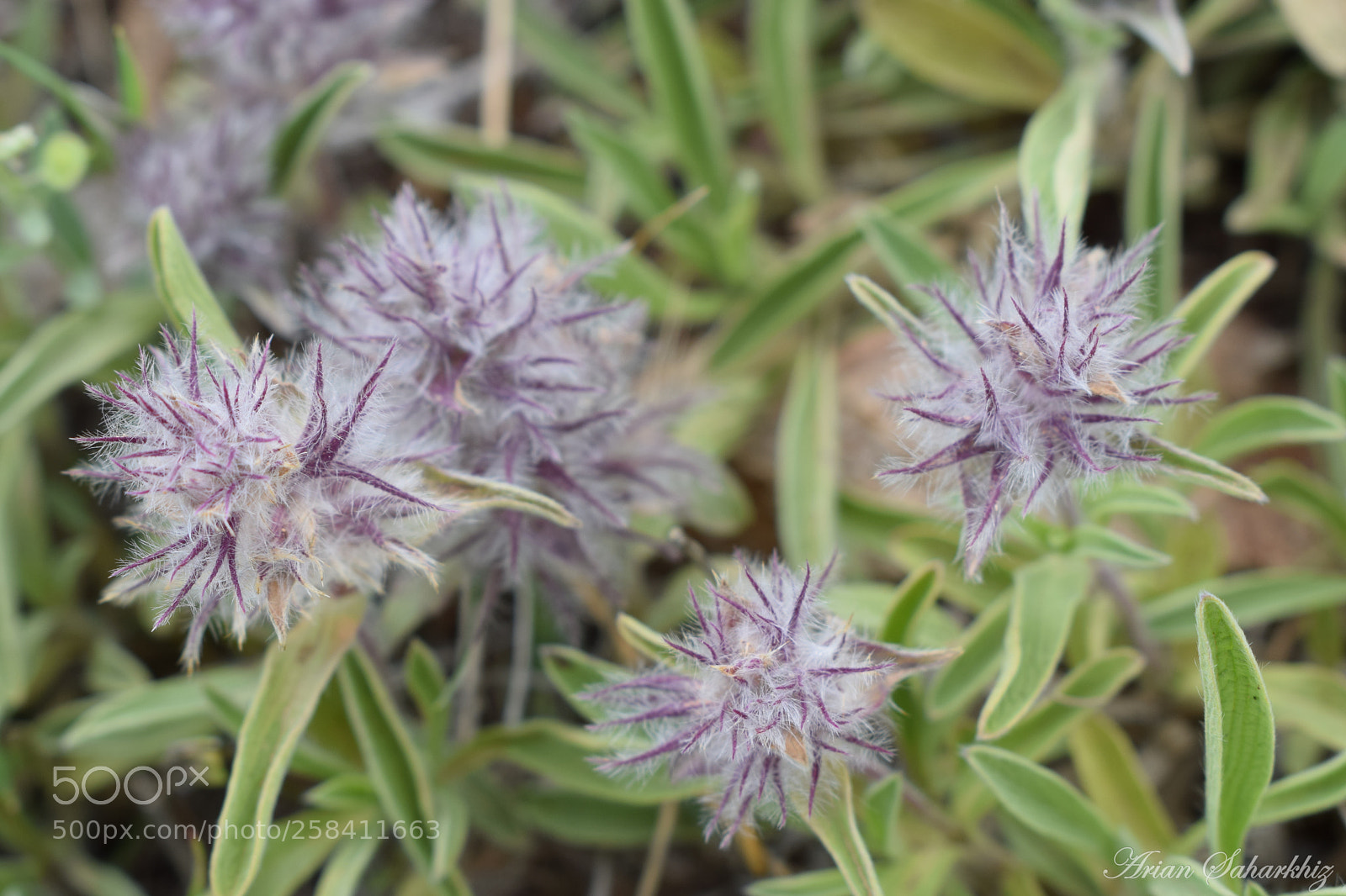 Nikon D5300 sample photo. Mountain tea photography