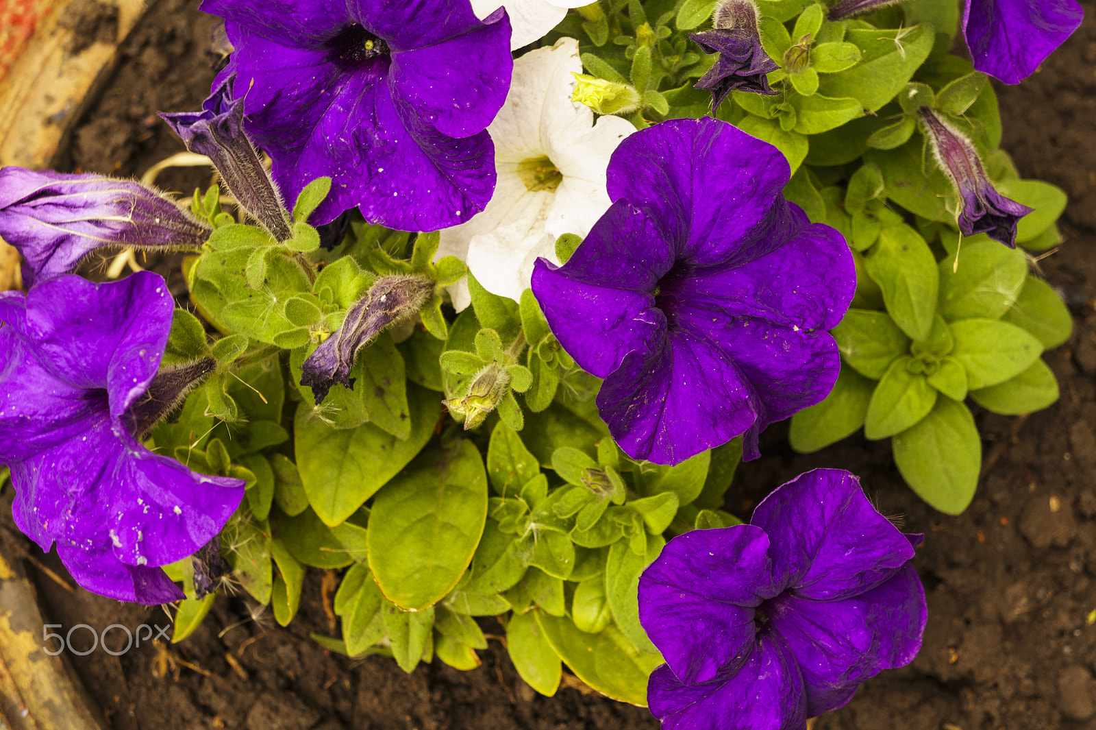 Sony Alpha NEX-5 sample photo. Flowering multi-colored petunias photography