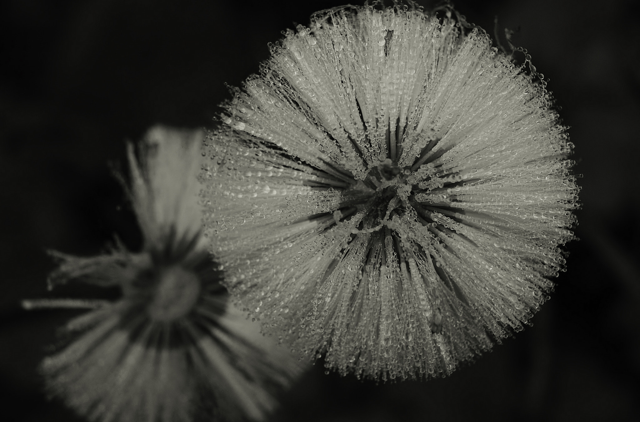 Sony Alpha DSLR-A330 sample photo. Drops on dandelion photography