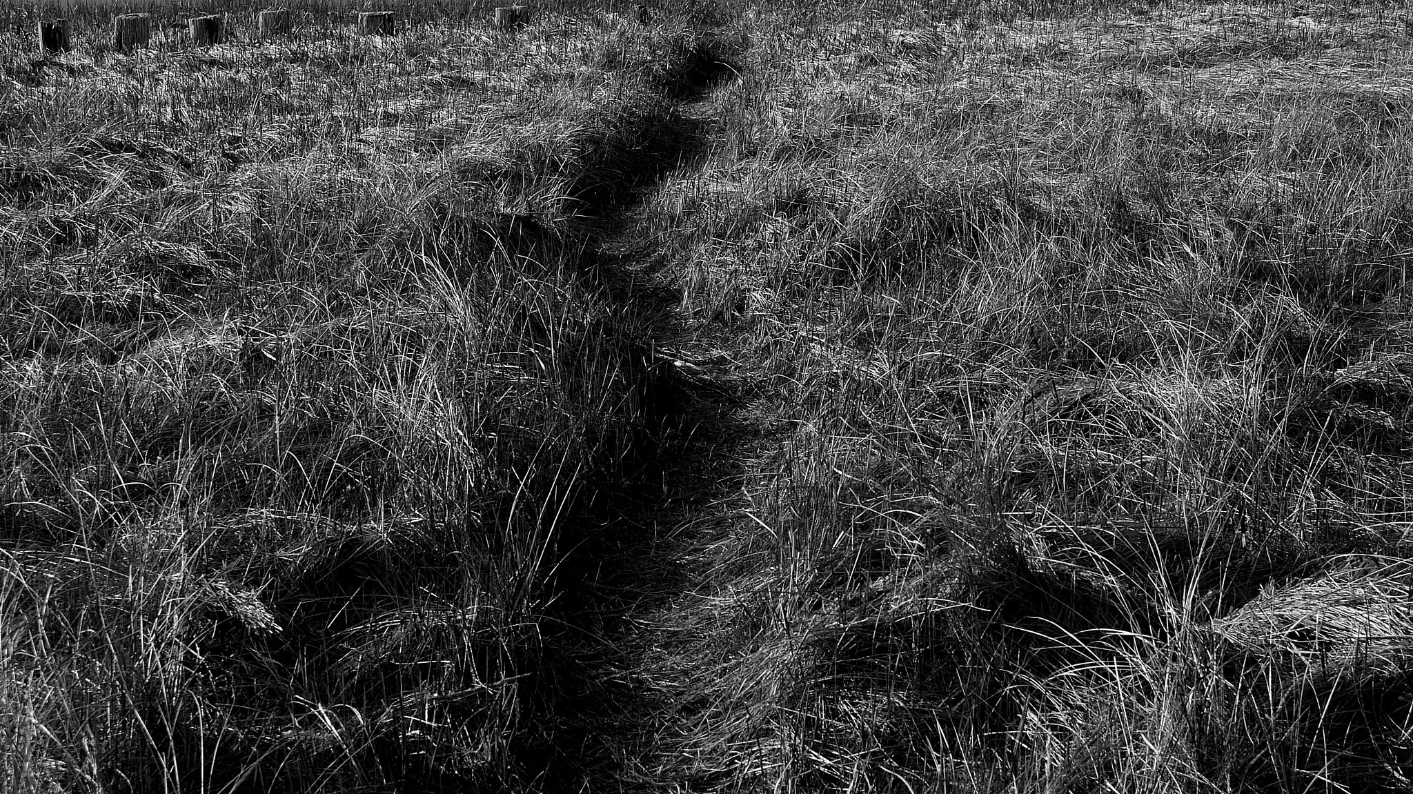 Sony Alpha DSLR-A330 sample photo. Path through the grass photography