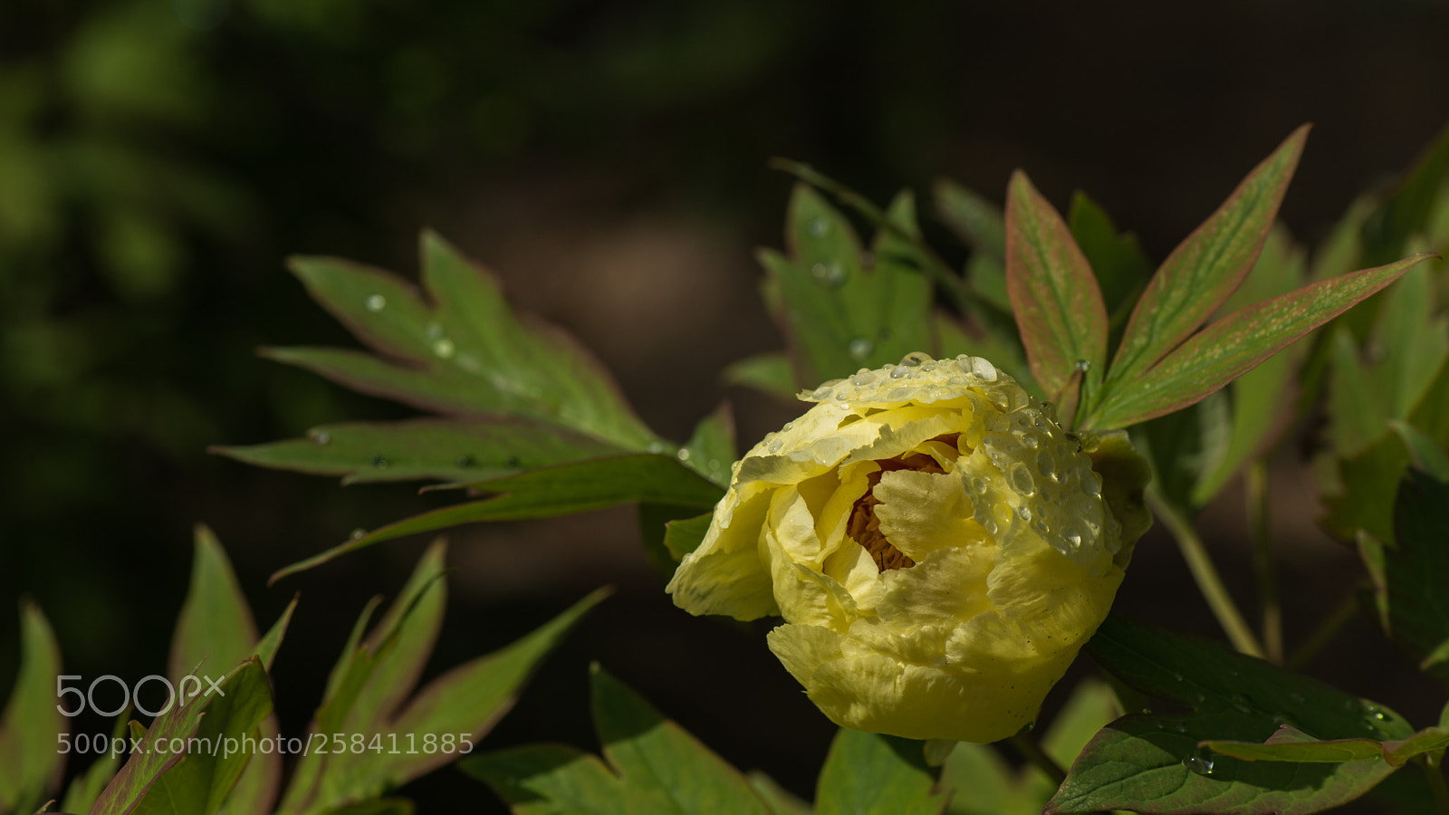 Nikon D800E sample photo. Yellow peony photography
