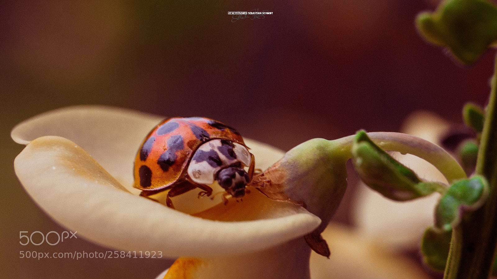 Panasonic Lumix DMC-G6 sample photo. Ladybug/ladybird??? photography