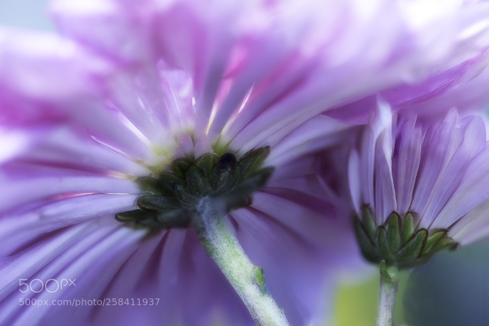 Nikon D810 sample photo. Macro flower photography