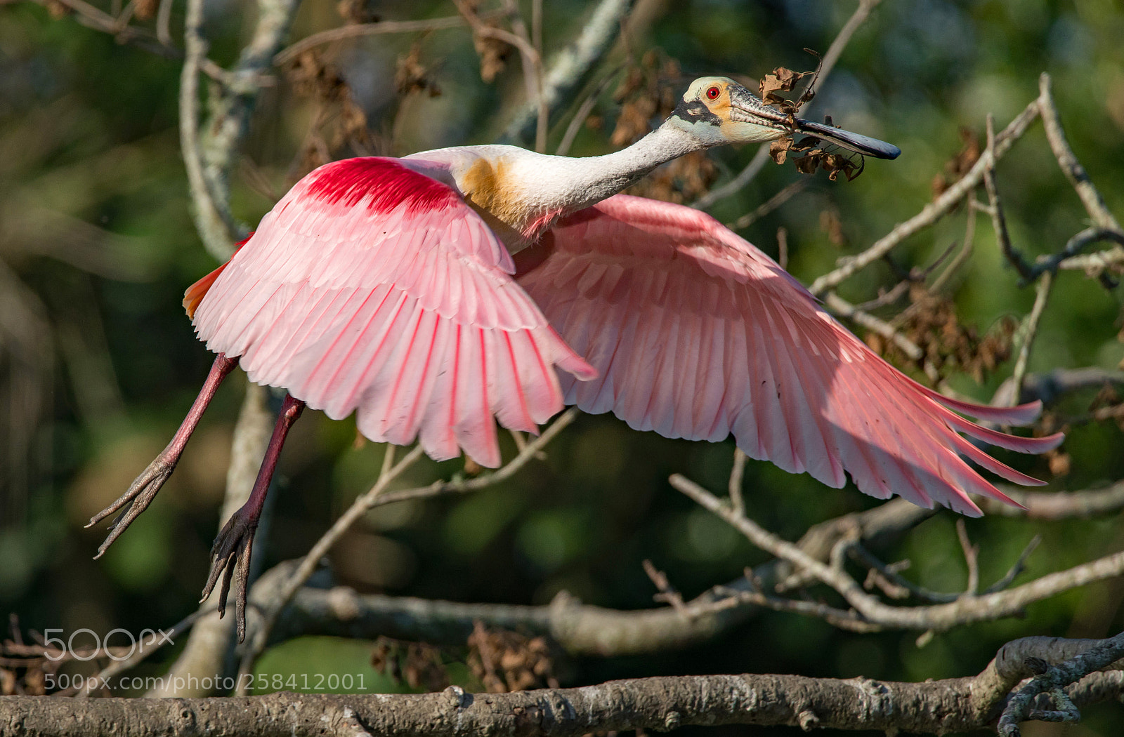 Sony a7R II sample photo. Roseate spoonbill photography