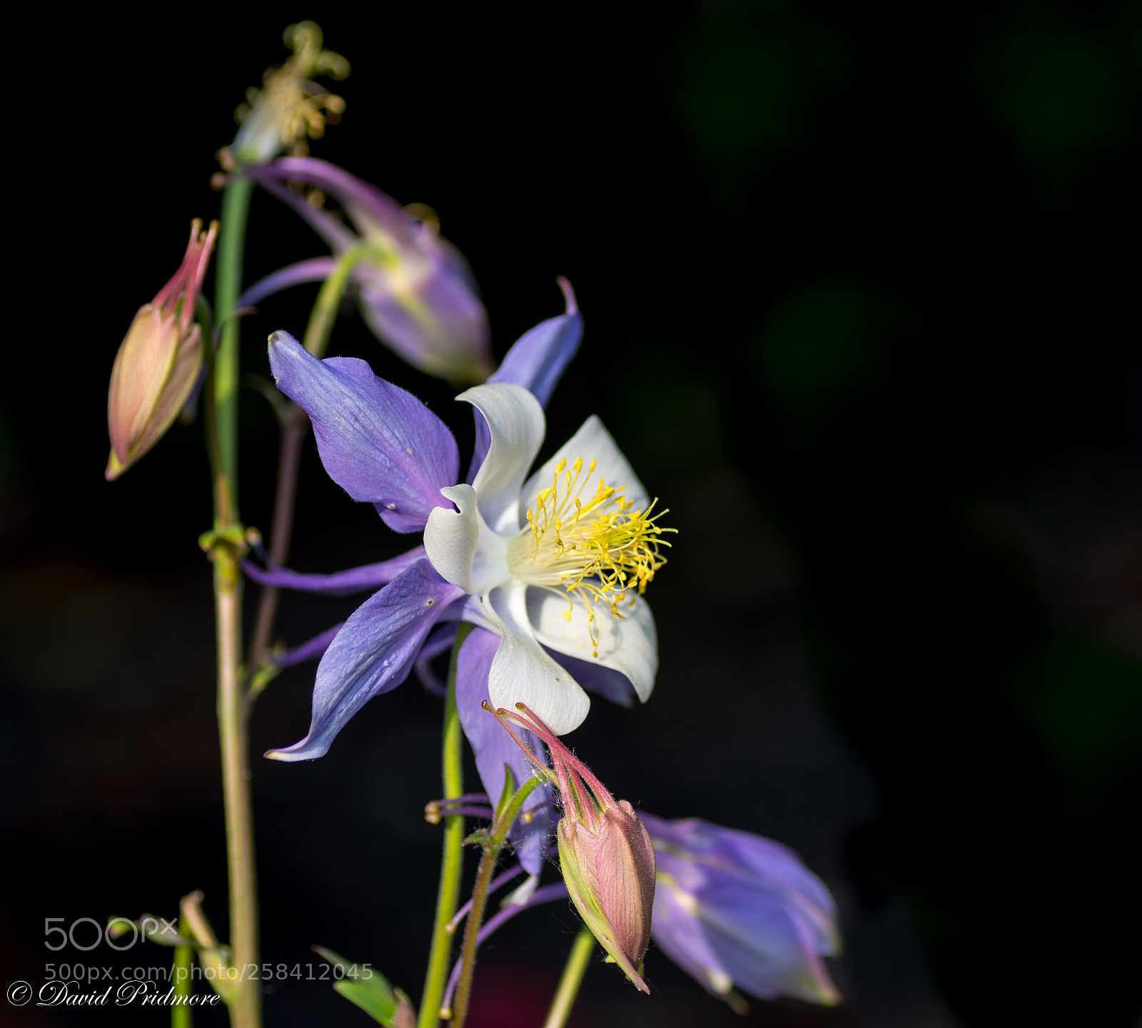 Nikon D7200 sample photo. Flower photography