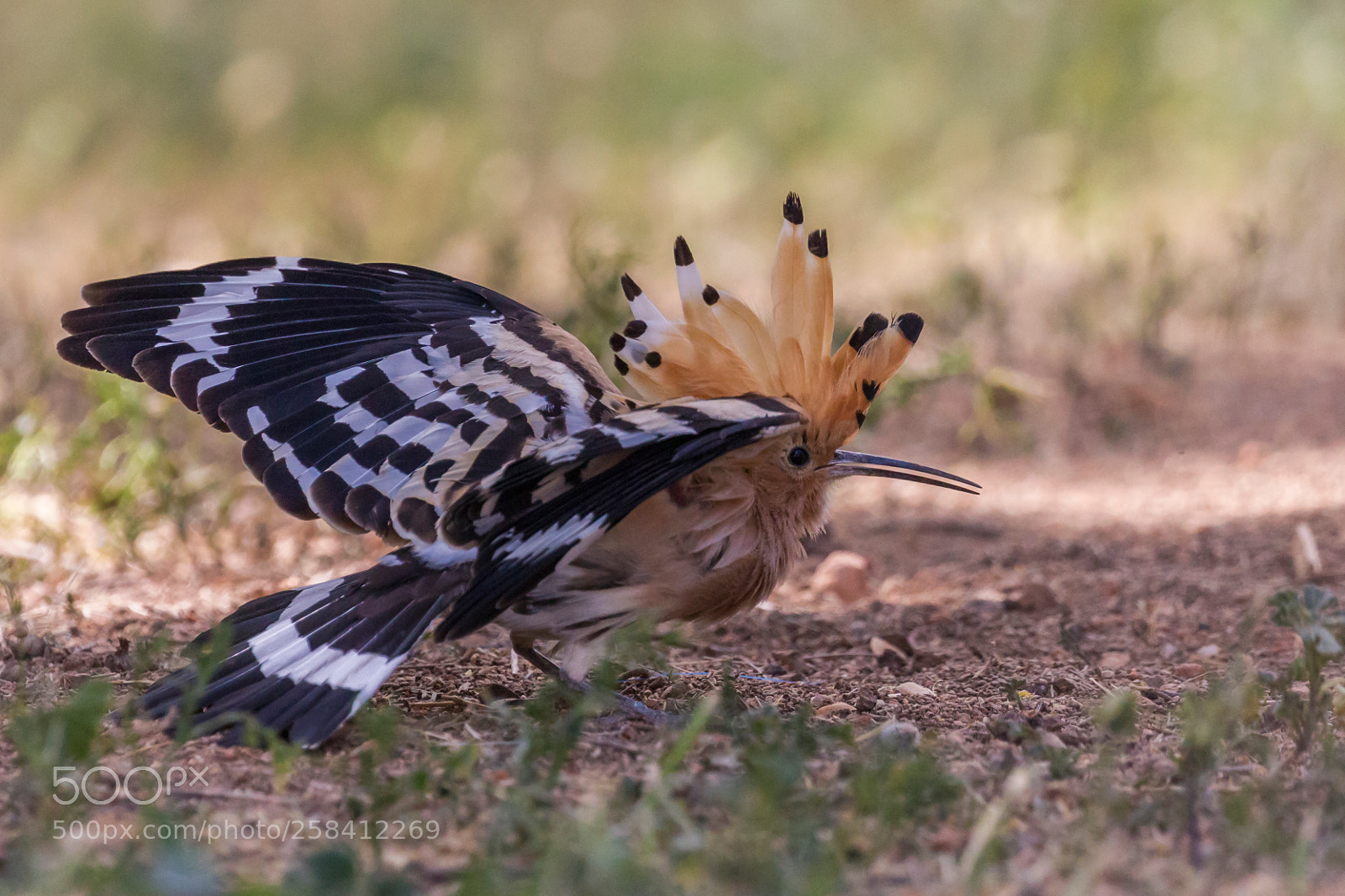 Canon EOS-1D Mark IV sample photo. Prepairing to fly photography