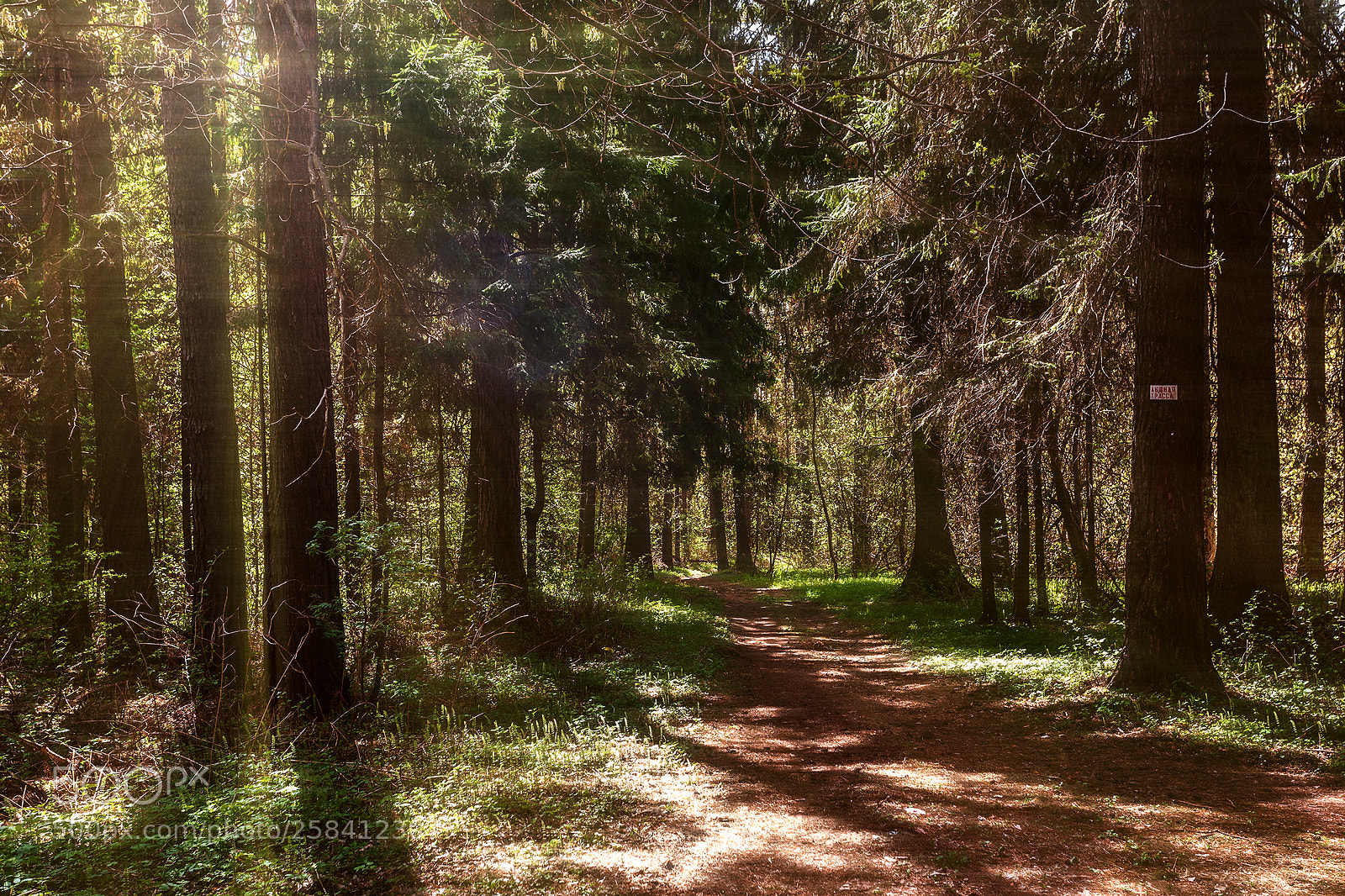 Canon EOS 6D sample photo. Карлутский лес photography