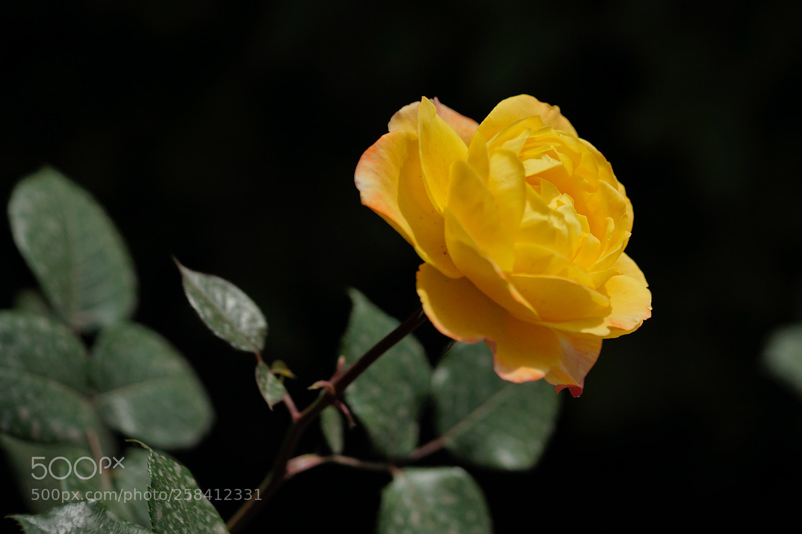 Sony a7 II sample photo. 黄色光芒 photography