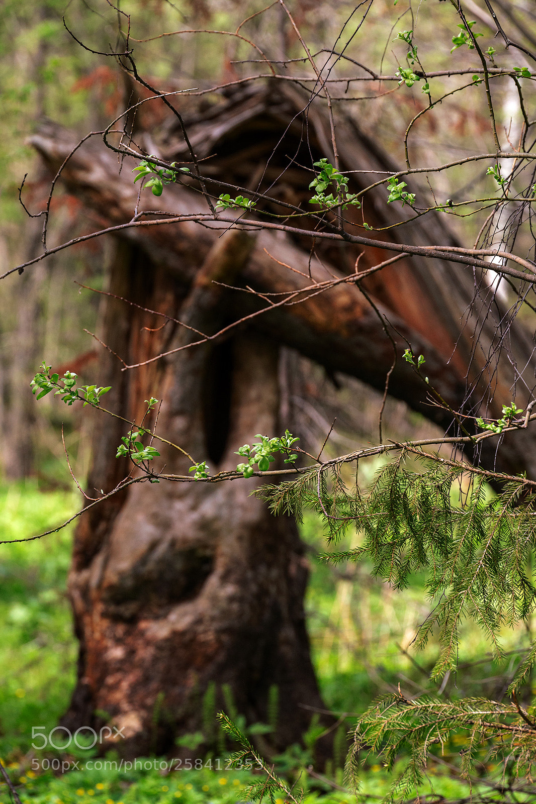 Canon EOS 6D sample photo. Карлутский лес photography